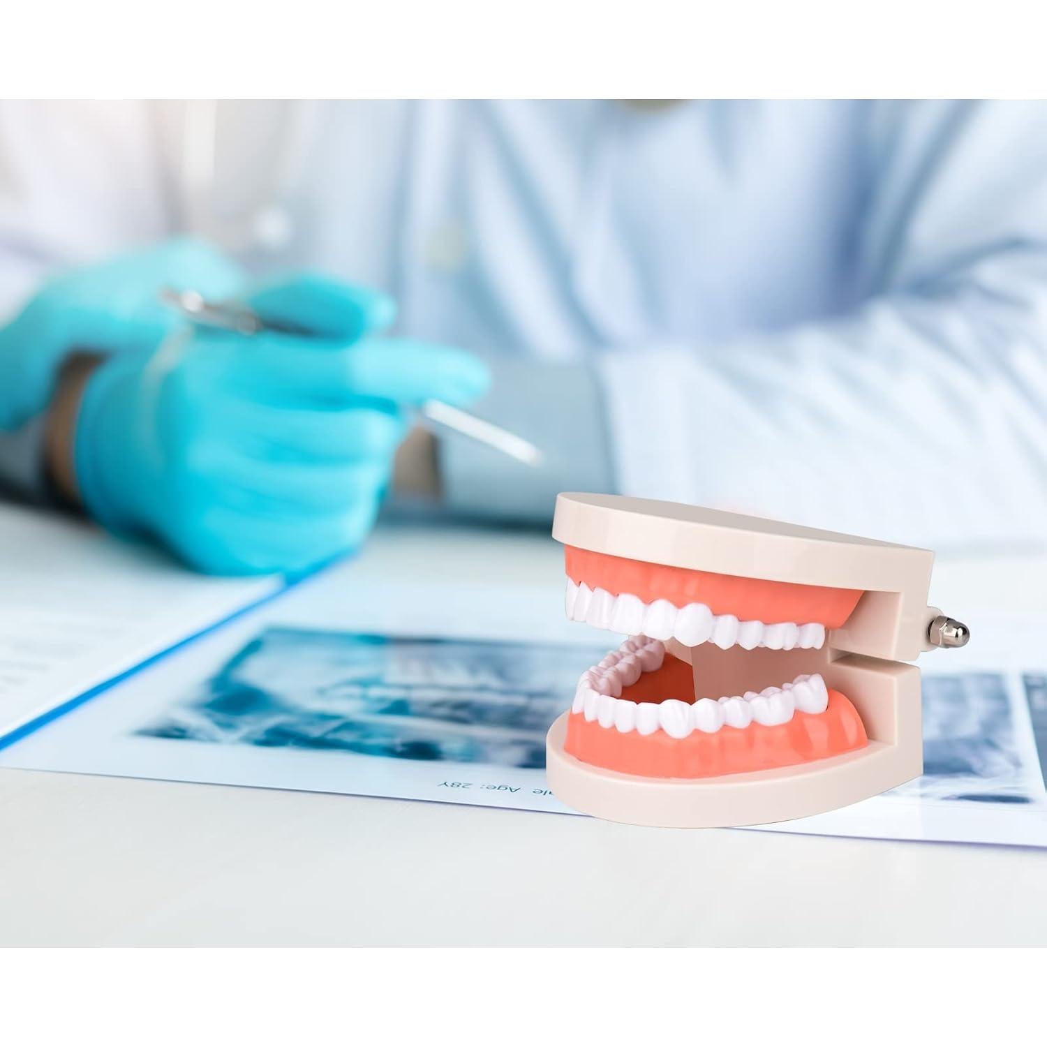 Modelo de Dientes Estándar Ultrassist 1:1 para Dentistas