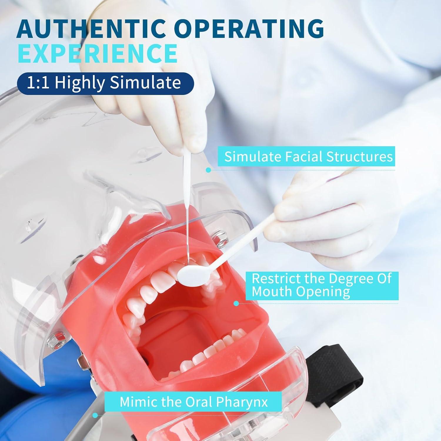 Cabeza de Maniquí Dental BUIFAC HYKTM-01 con 28 Dientes Removibles