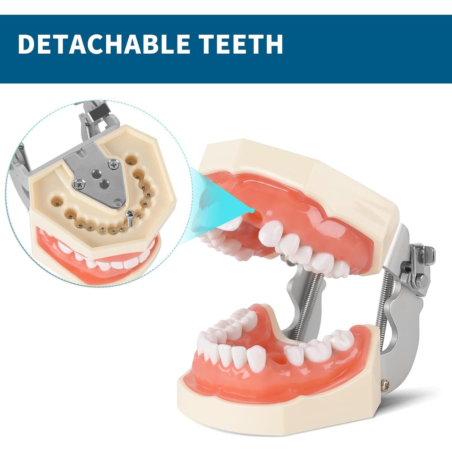 Cabeza de Maniquí Dental BUIFAC HYKTM-01 con 28 Dientes Removibles