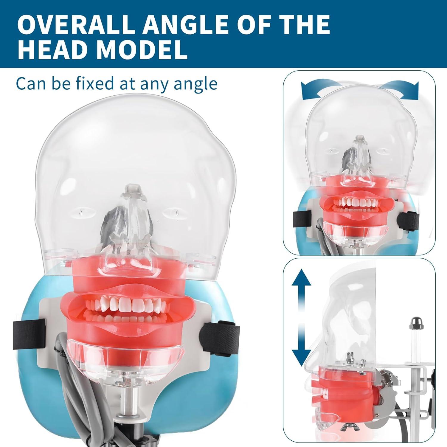 Cabeza de Maniquí Dental BUIFAC HYKTM-01 con 28 Dientes Removibles