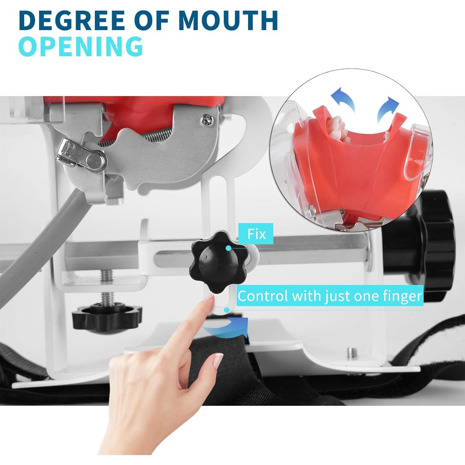 Cabeza de Maniquí Dental BUIFAC HYKTM-01 con 28 Dientes Removibles