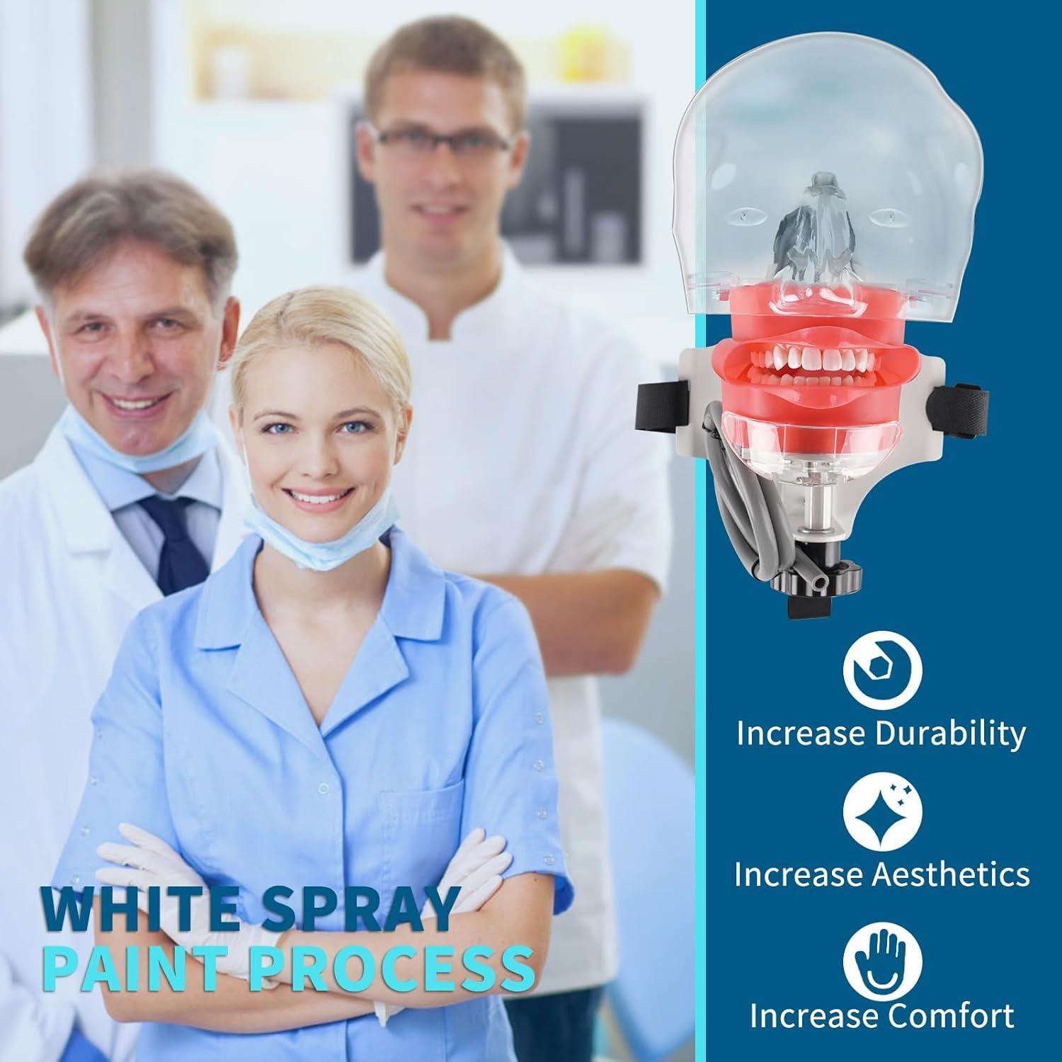 Cabeza de Maniquí Dental BUIFAC HYKTM-01 con 28 Dientes Removibles