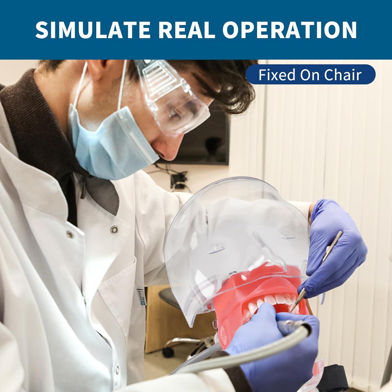 Cabeza de Maniquí Dental BUIFAC HYKTM-01 con 28 Dientes Removibles