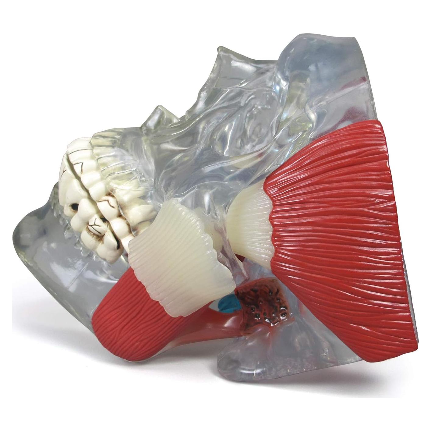 Modelo de Articulación Temporomandibular GPI Anatomicals 15cm