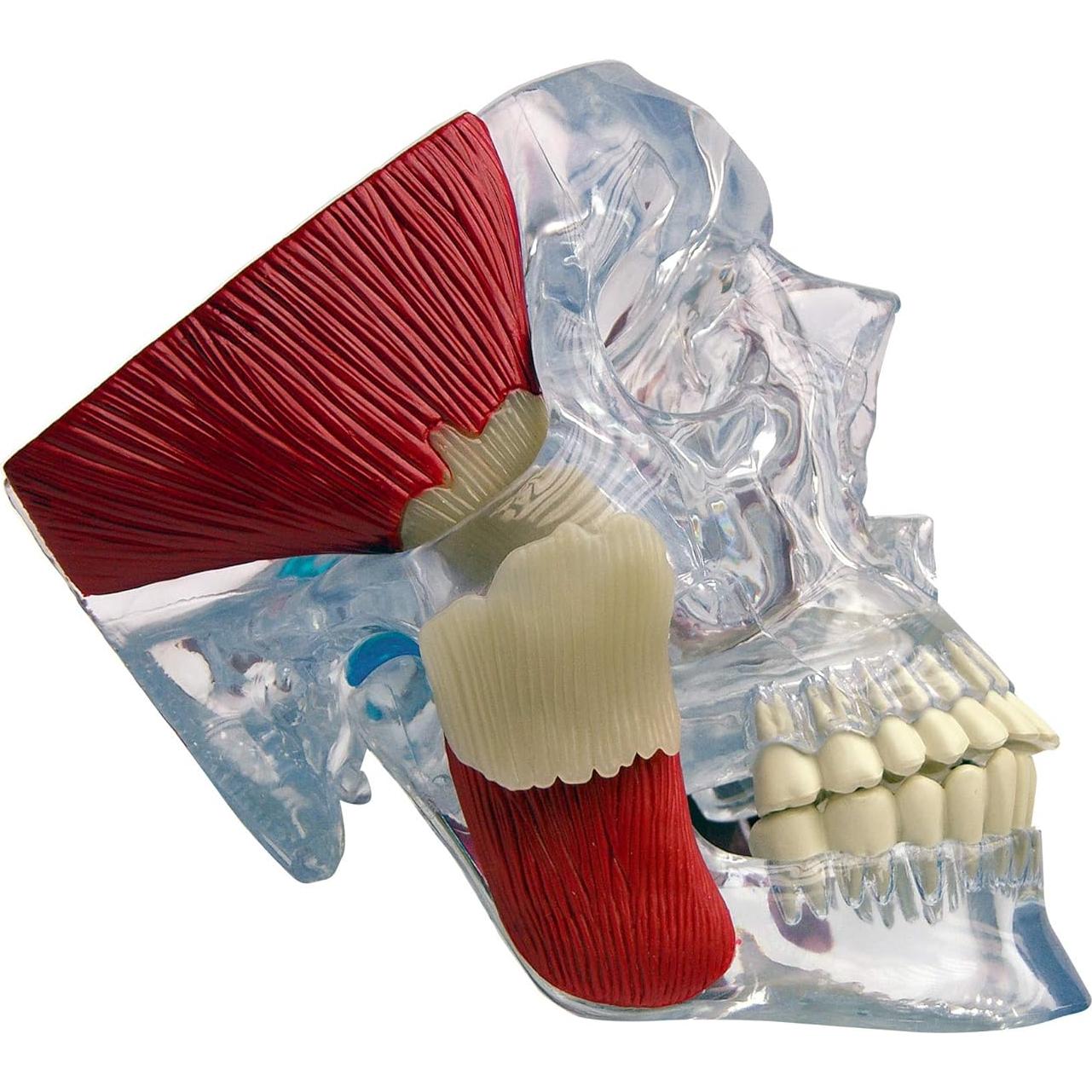 Modelo de Articulación Temporomandibular GPI Anatomicals 15cm