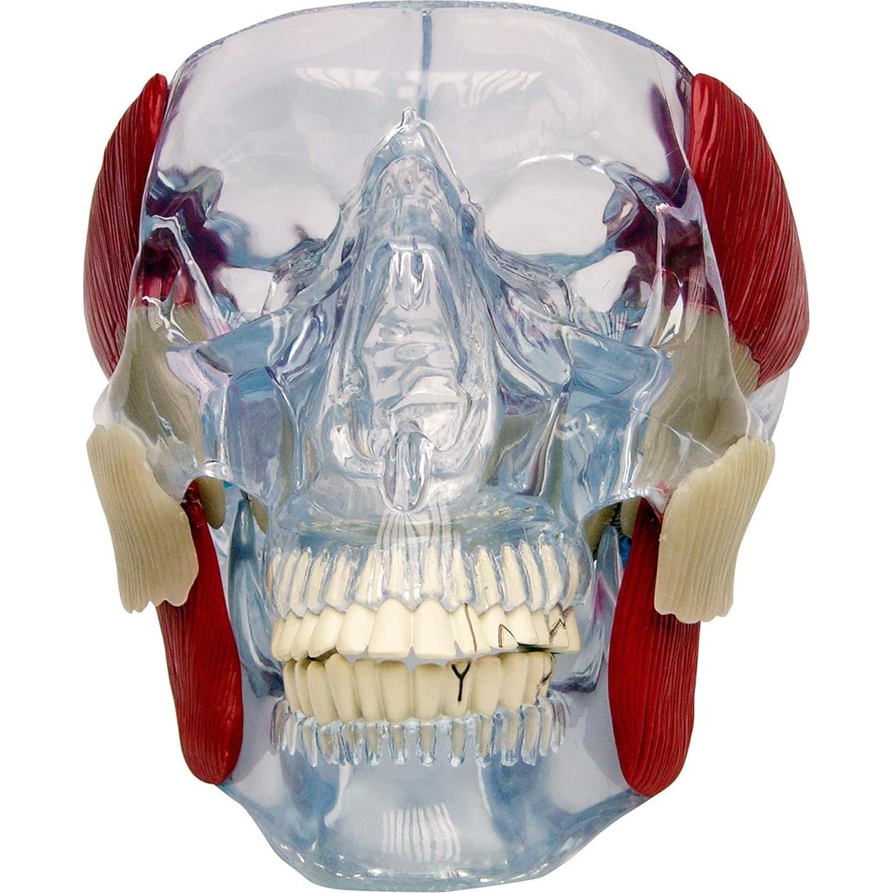 Modelo de Articulación Temporomandibular GPI Anatomicals 15cm