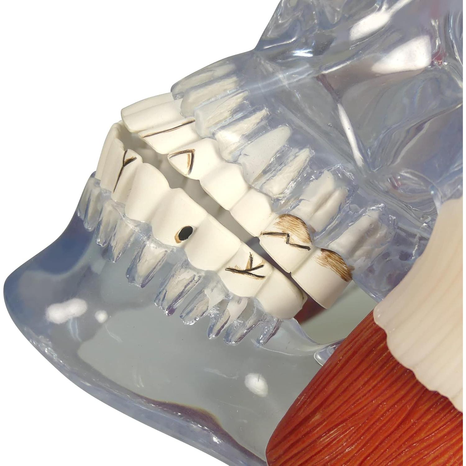 Modelo de Articulación Temporomandibular GPI Anatomicals 15cm