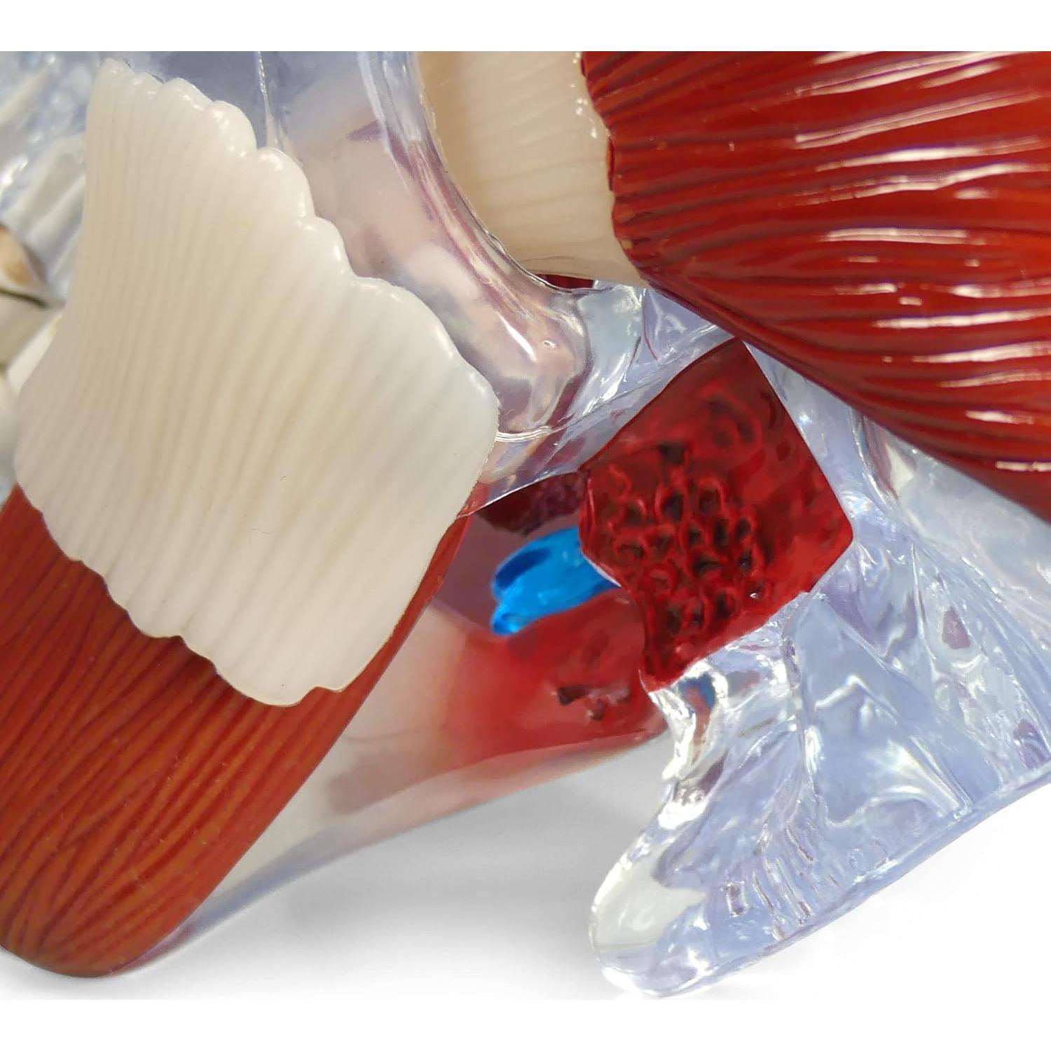 Modelo de Articulación Temporomandibular GPI Anatomicals 15cm