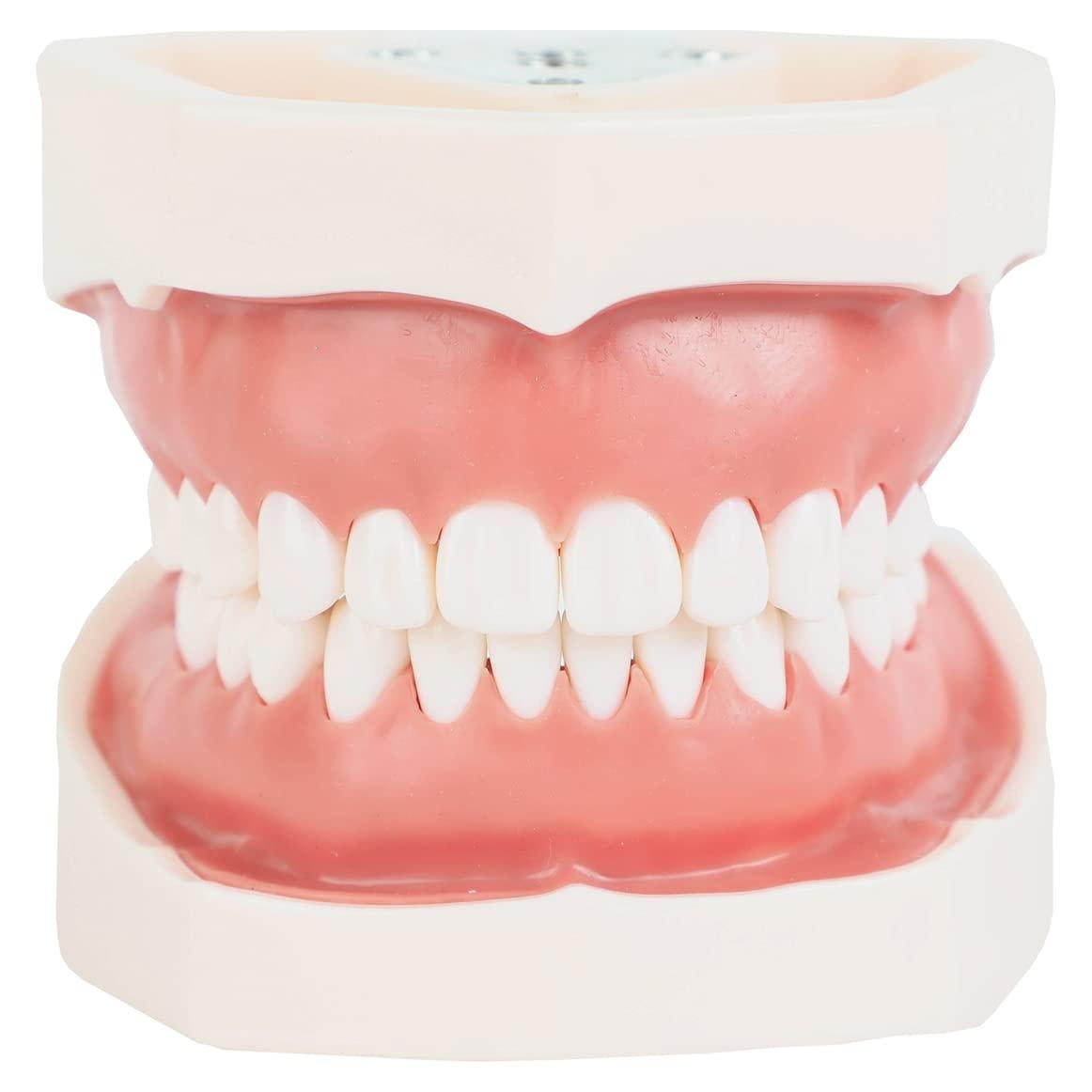 Typodont Dental Axis Scientific - Modelo Educativo Realista