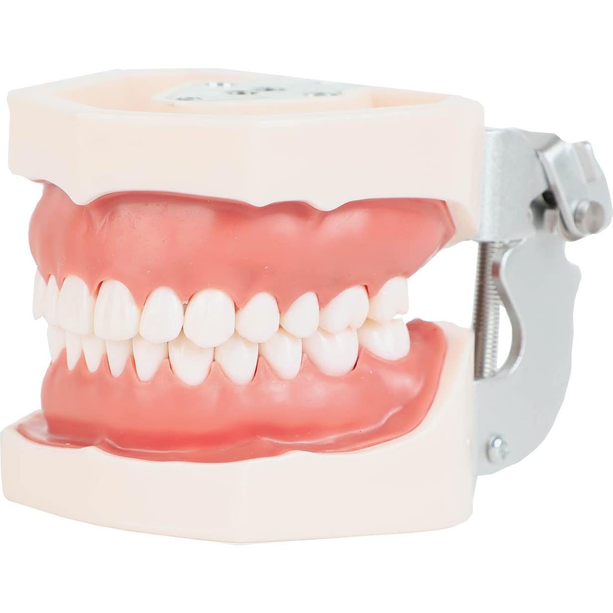 Typodont Dental Axis Scientific - Modelo Educativo Realista