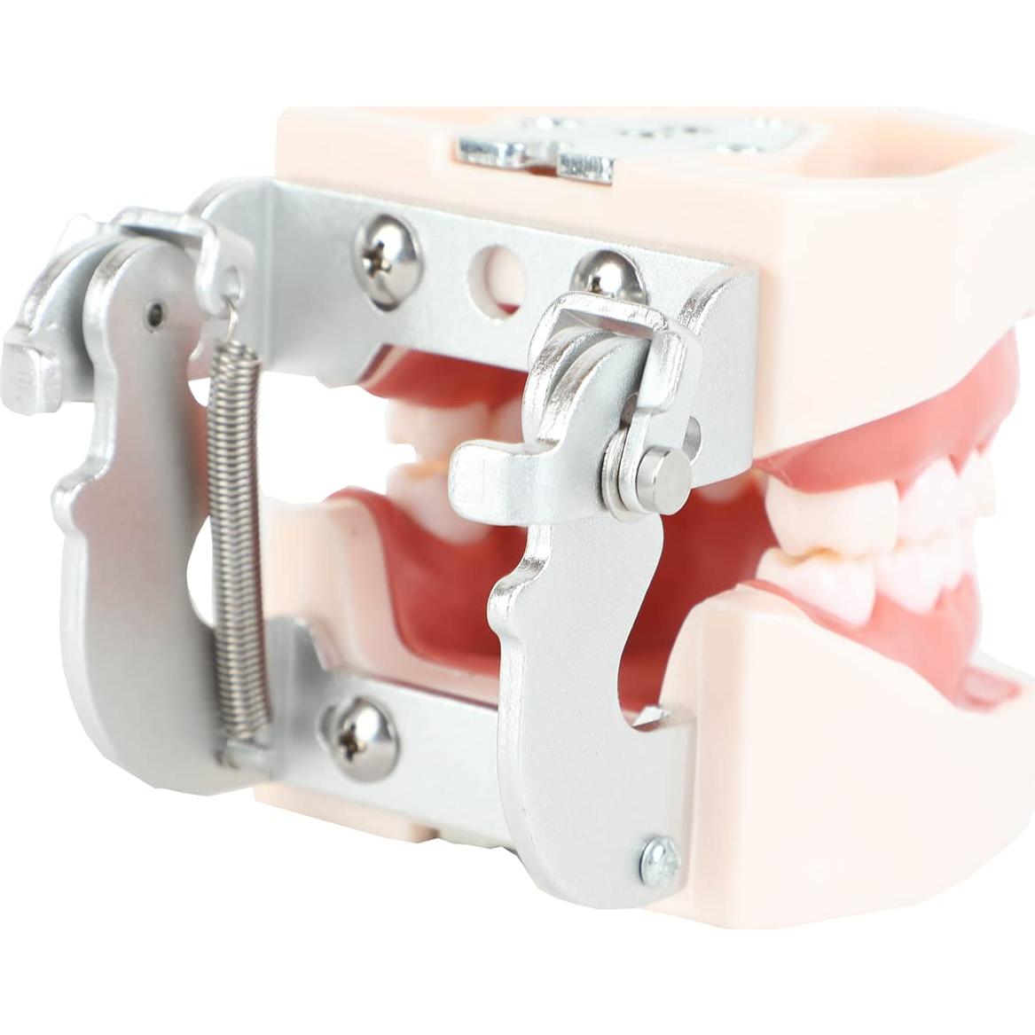 Typodont Dental Axis Scientific - Modelo Educativo Realista