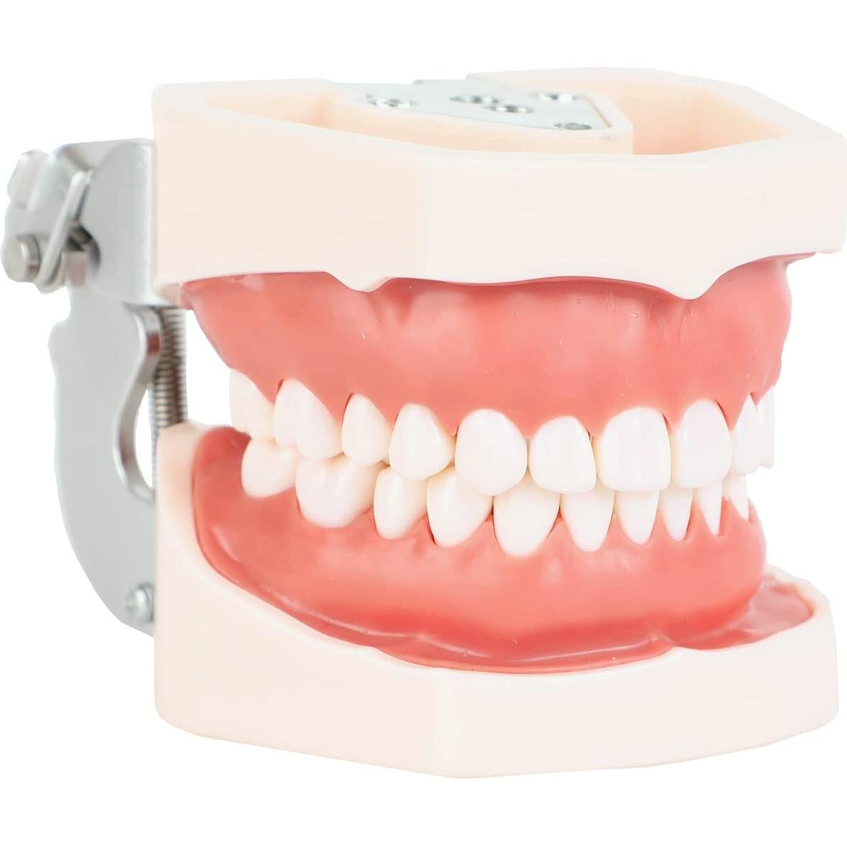 Typodont Dental Axis Scientific - Modelo Educativo Realista