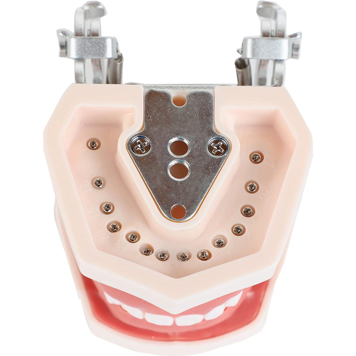 Typodont Dental Axis Scientific - Modelo Educativo Realista