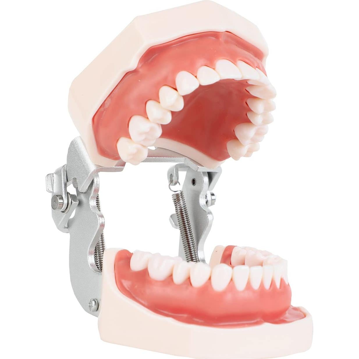 Typodont Dental Axis Scientific - Modelo Educativo Realista