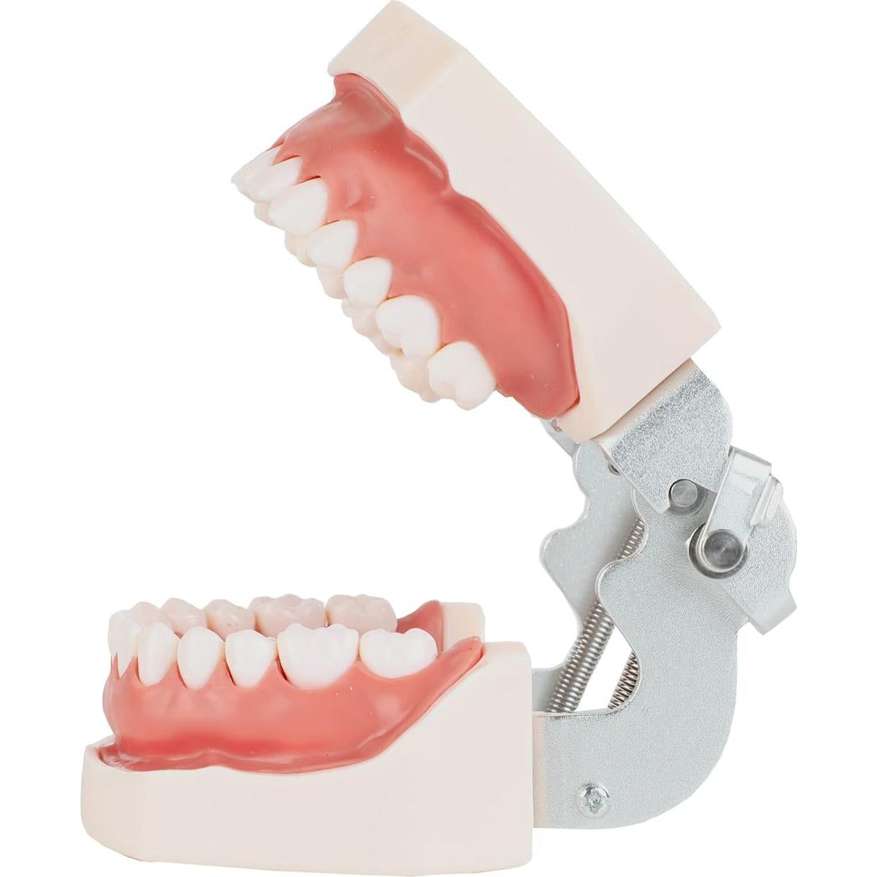 Typodont Dental Axis Scientific - Modelo Educativo Realista