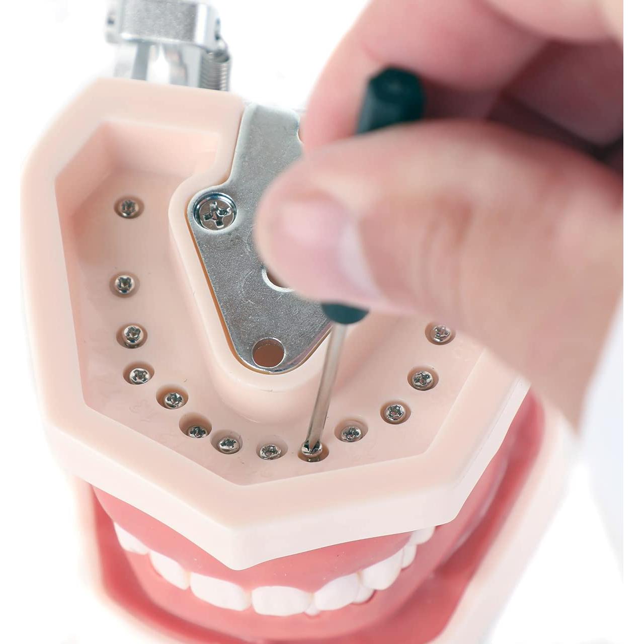 Typodont Dental Axis Scientific - Modelo Educativo Realista
