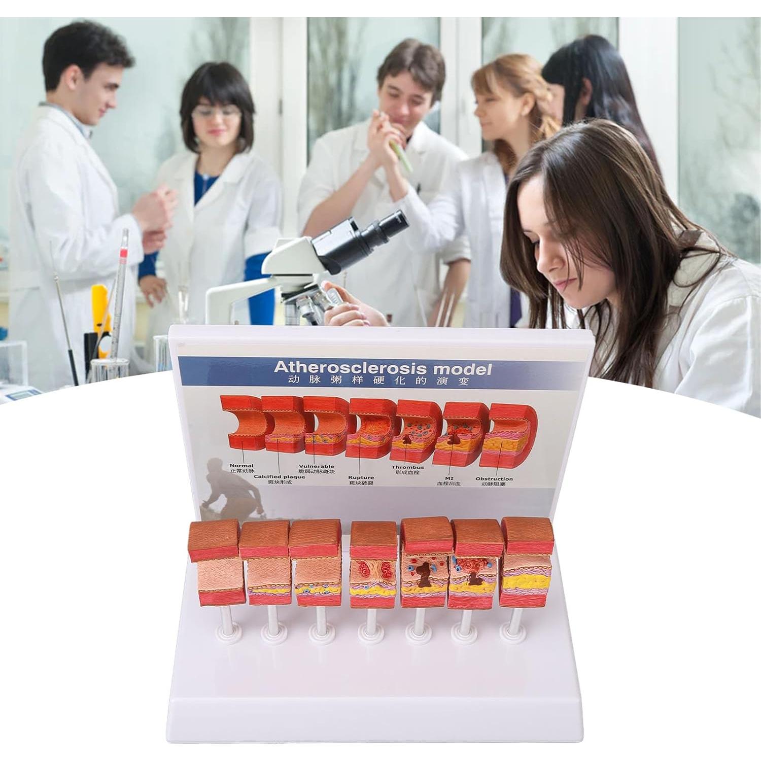 Modelo de Anatomía Arterial 7 Piezas LUCKDANO PVC Educativo