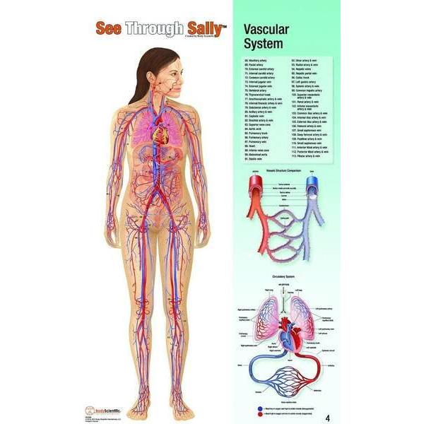 Display Anatomía Humana United Scientific 12 Gráficos 55.88x91.44cm