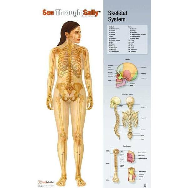 Display Anatomía Humana United Scientific 12 Gráficos 55.88x91.44cm