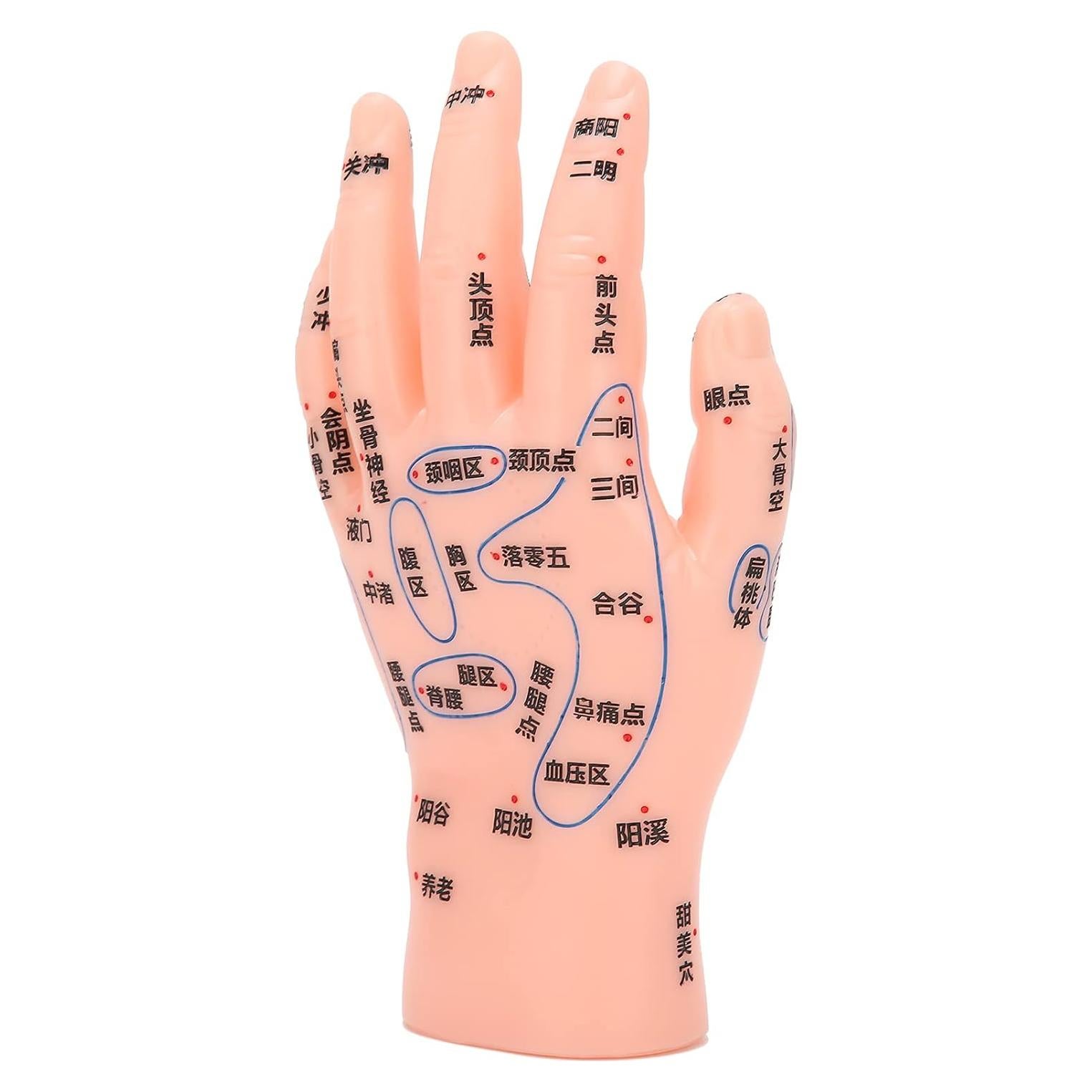 Modelo de Acupuntura de Mano Izquierda Homan PVC Duradero