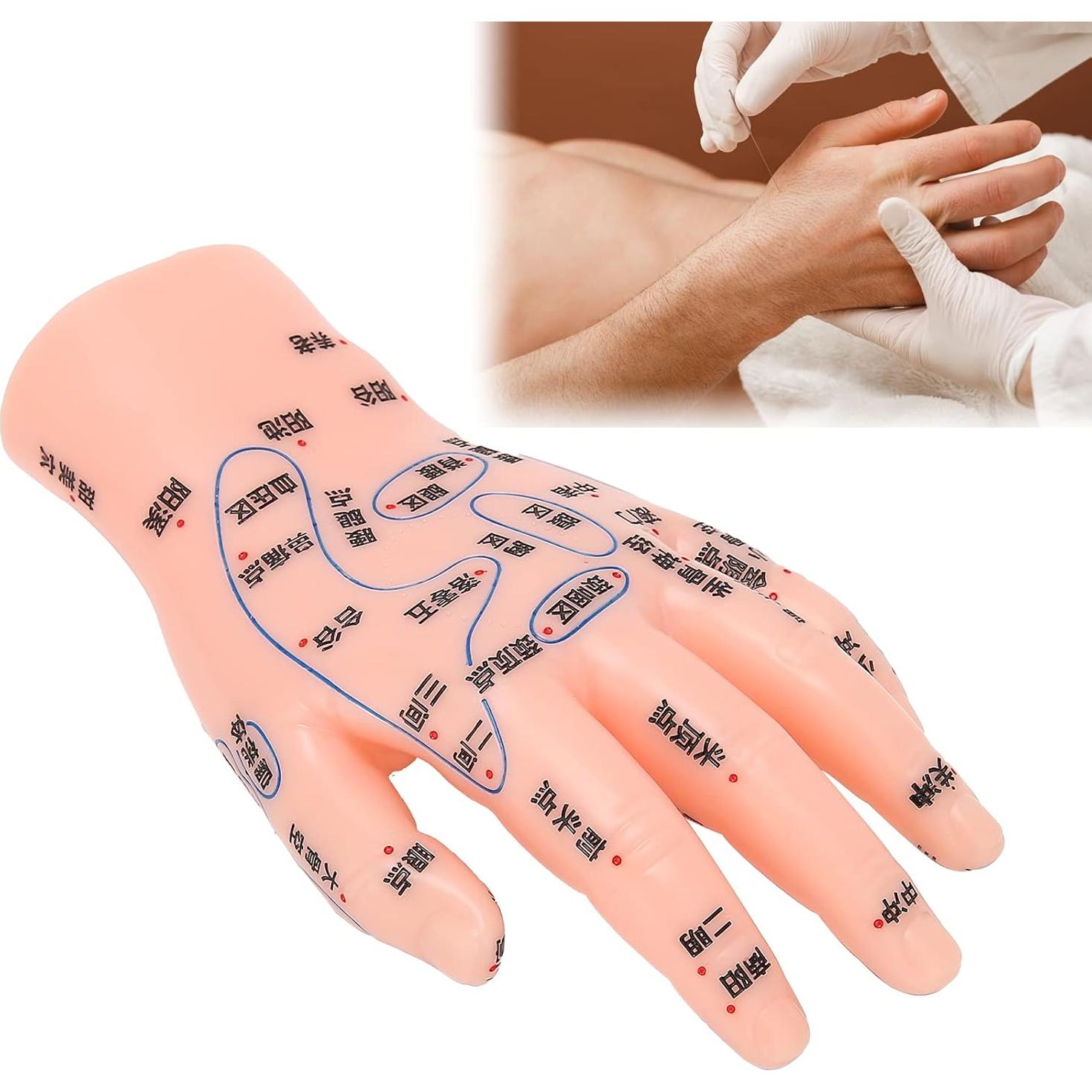Modelo de Acupuntura de Mano Izquierda Homan PVC Duradero
