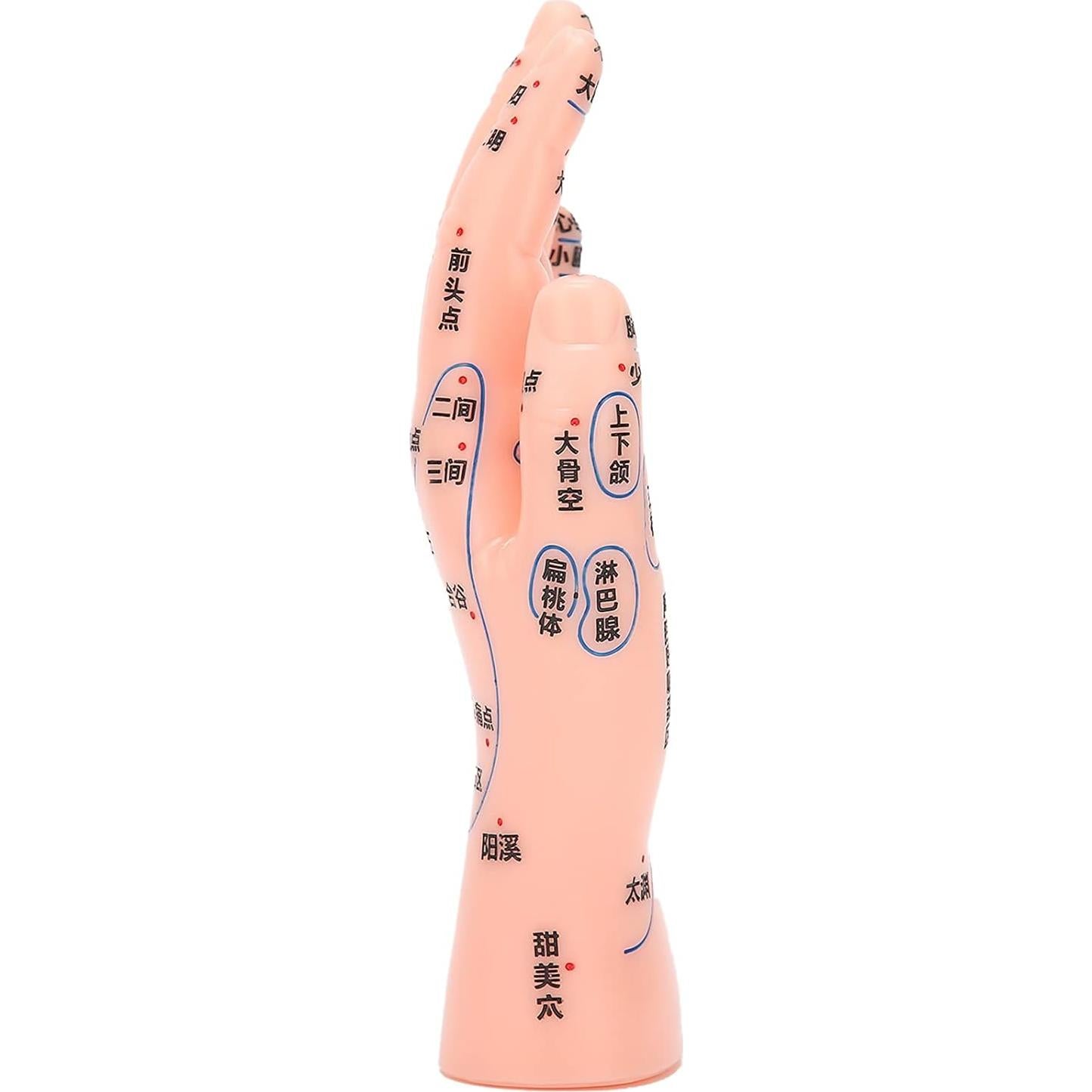 Modelo de Acupuntura de Mano Izquierda Homan PVC Duradero