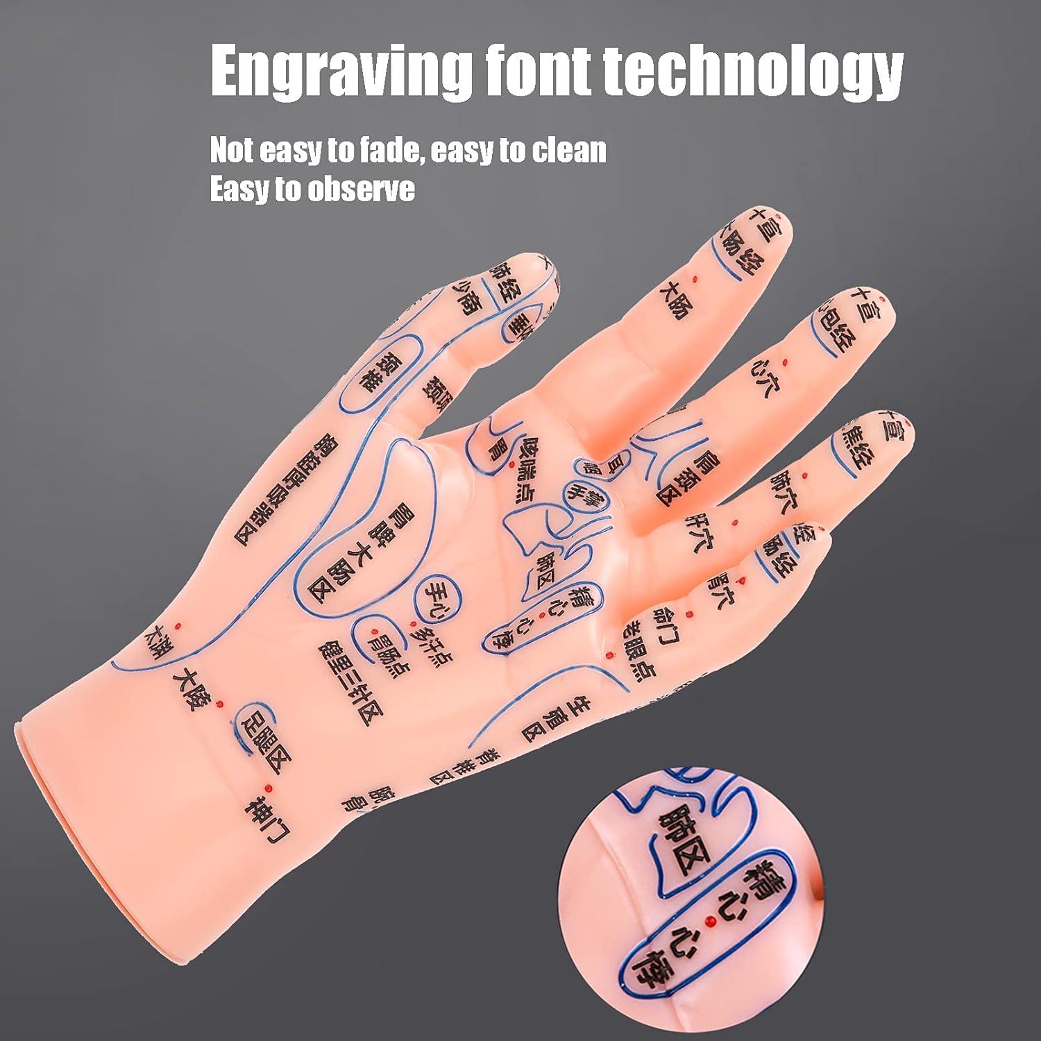 Modelo de Acupuntura de Mano Izquierda Homan PVC Duradero