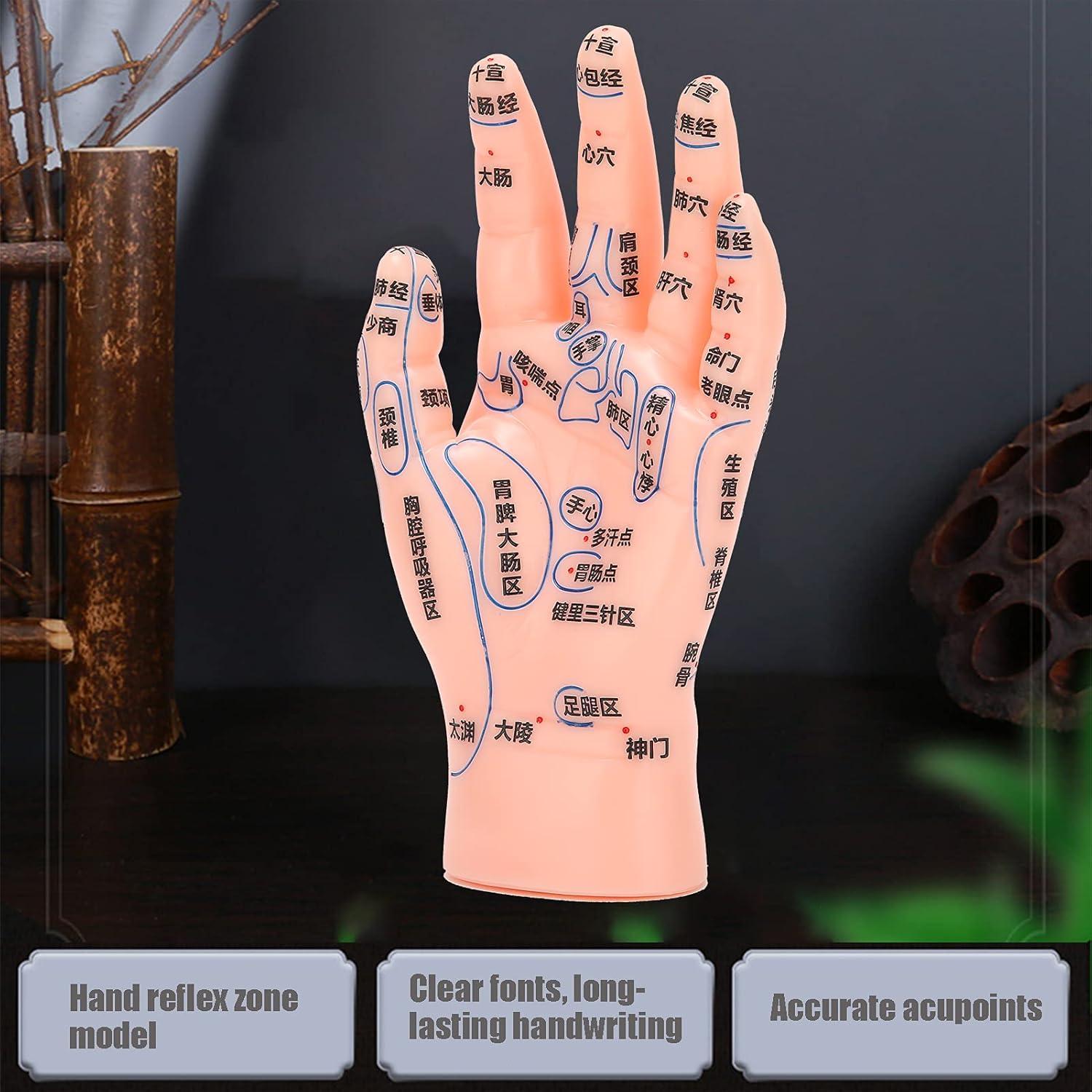 Modelo de Acupuntura de Mano Izquierda Homan PVC Duradero