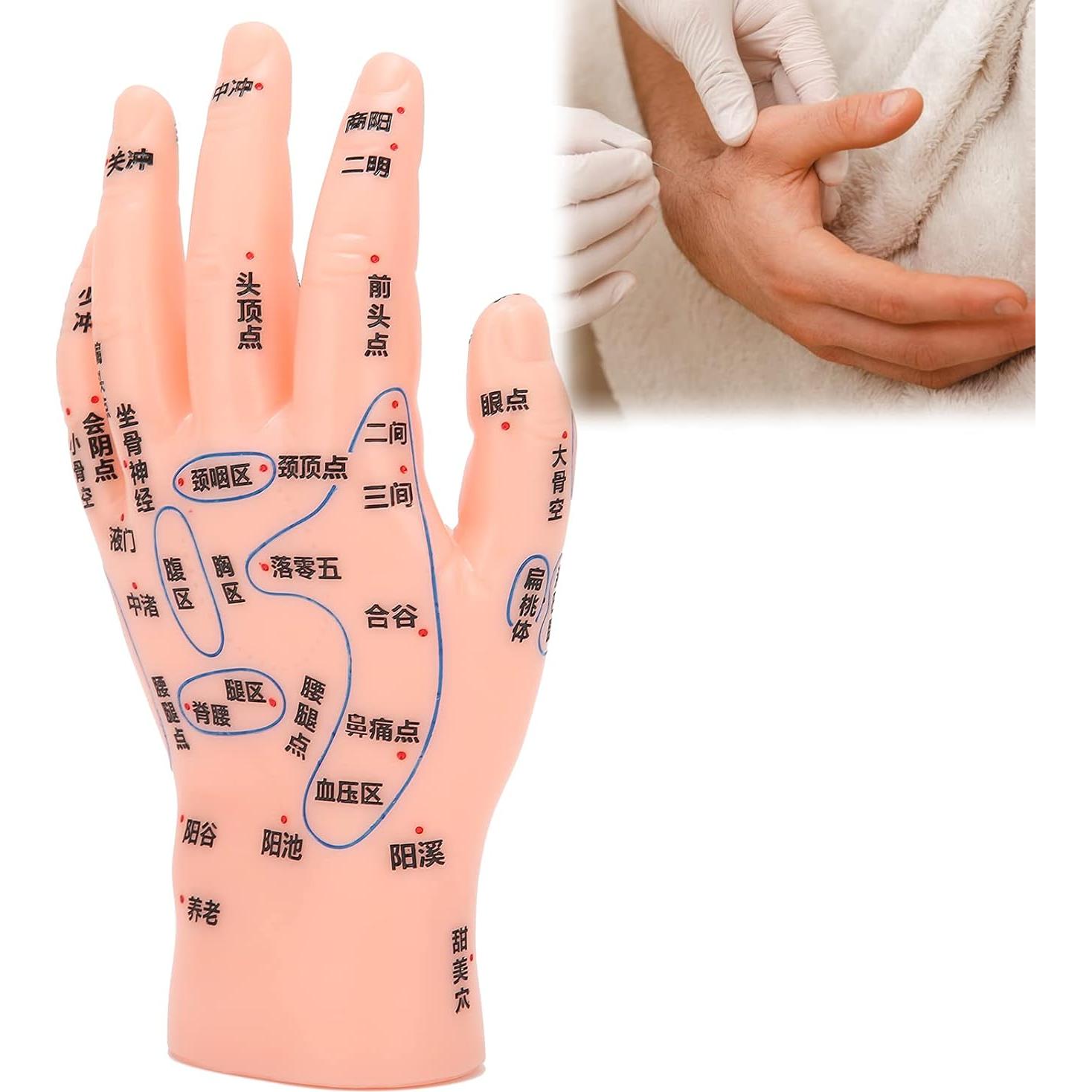 Modelo de Acupuntura de Mano Izquierda Homan PVC Duradero