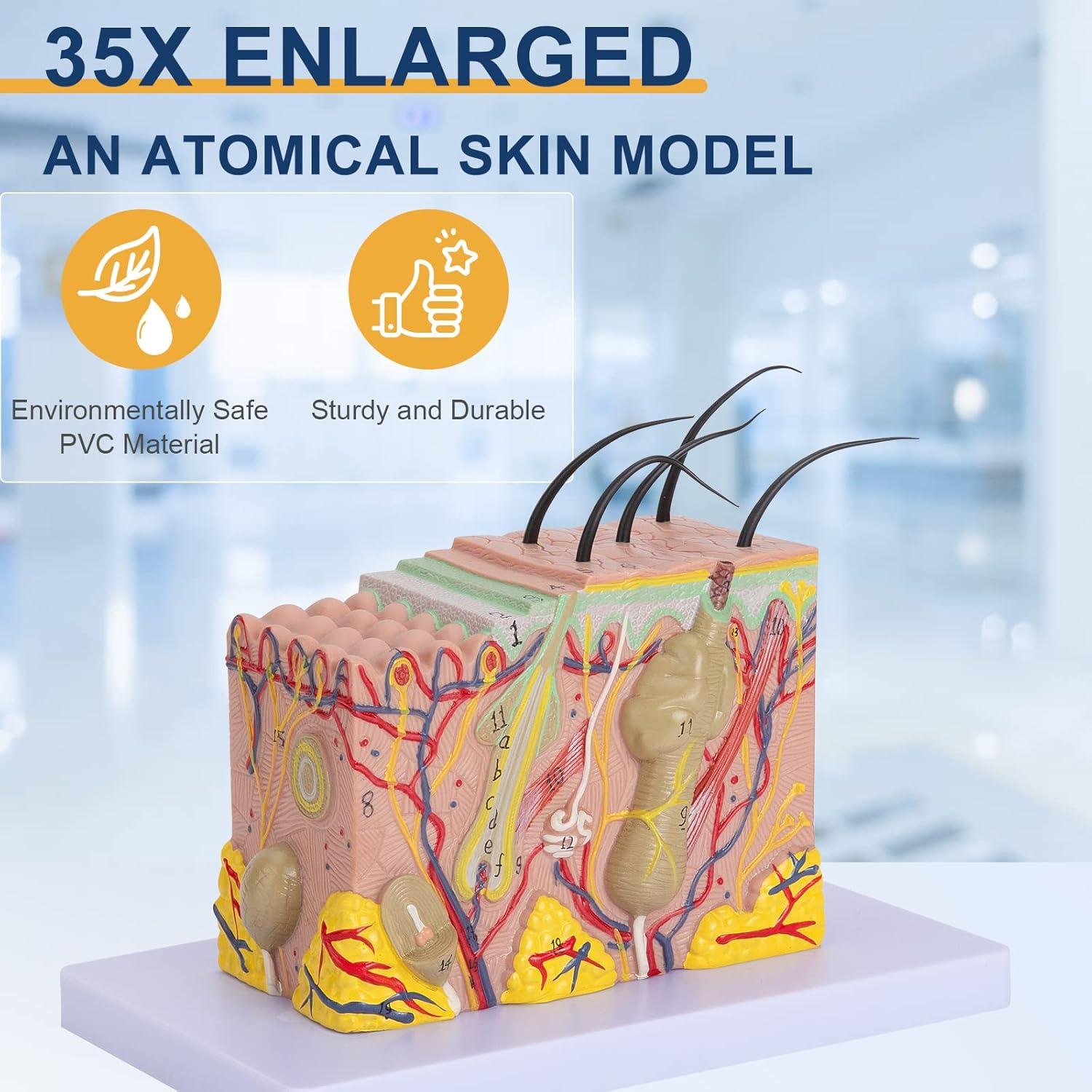 Modelo de Anatomía de Piel Healthible 35X PVC 20x12x12 cm