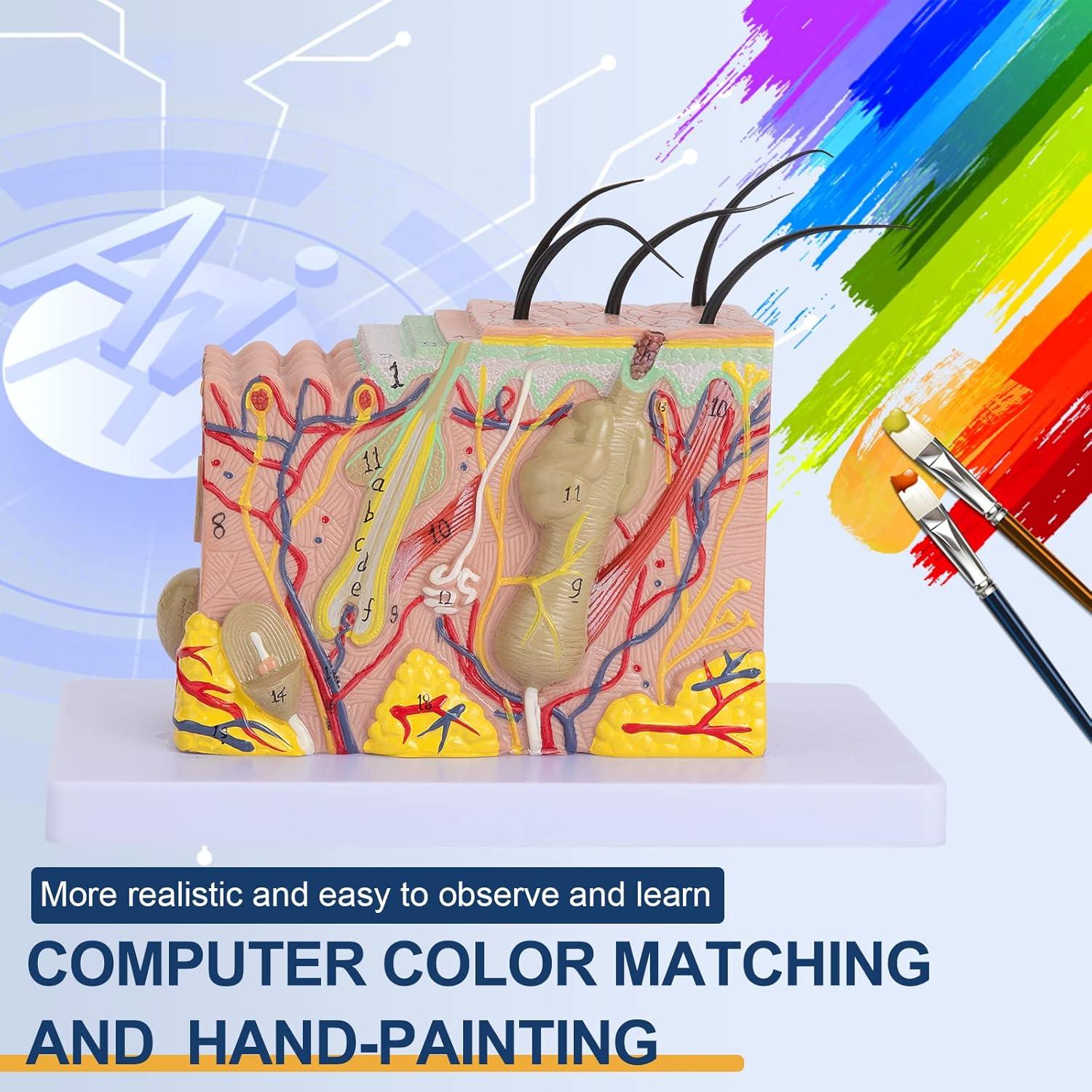 Modelo de Anatomía de Piel Healthible 35X PVC 20x12x12 cm