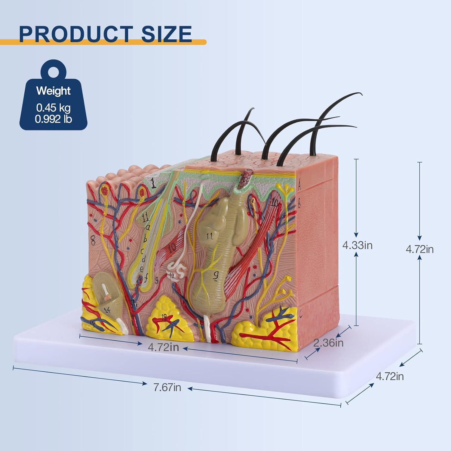 Modelo de Anatomía de Piel Healthible 35X PVC 20x12x12 cm