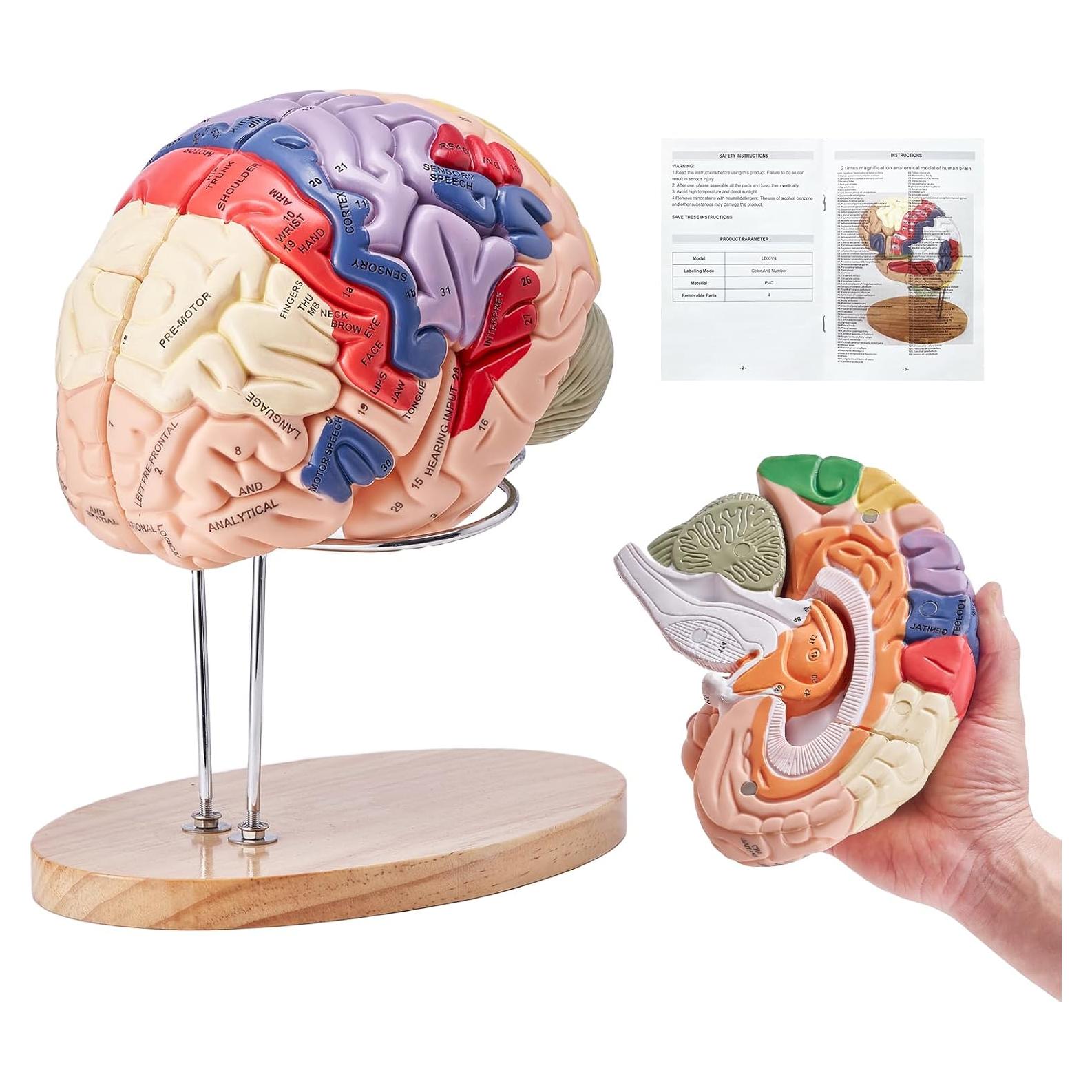 Modelo de Cerebro Humano VEVOR 4 Partes Anatomía Realista