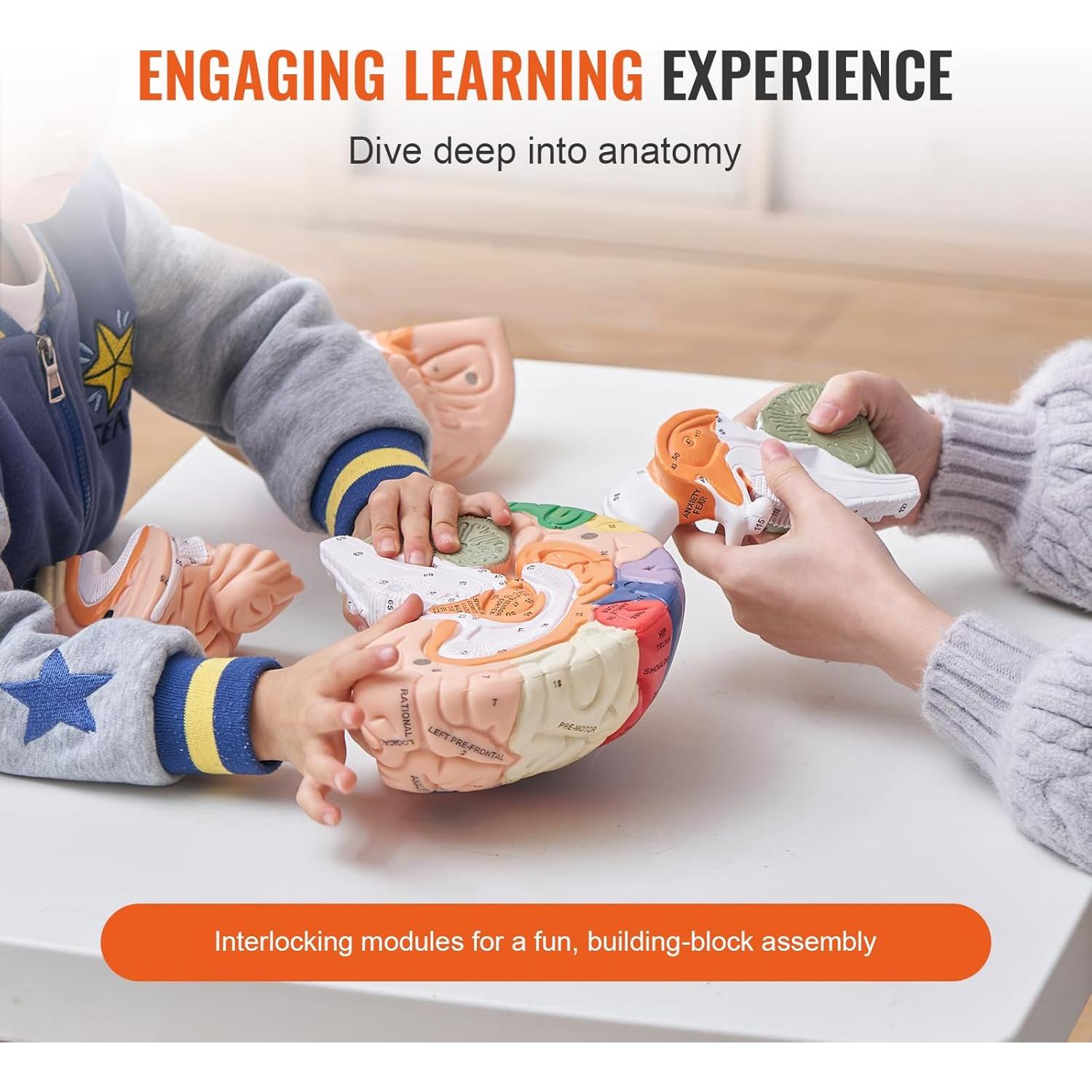 Modelo de Cerebro Humano VEVOR 4 Partes Anatomía Realista