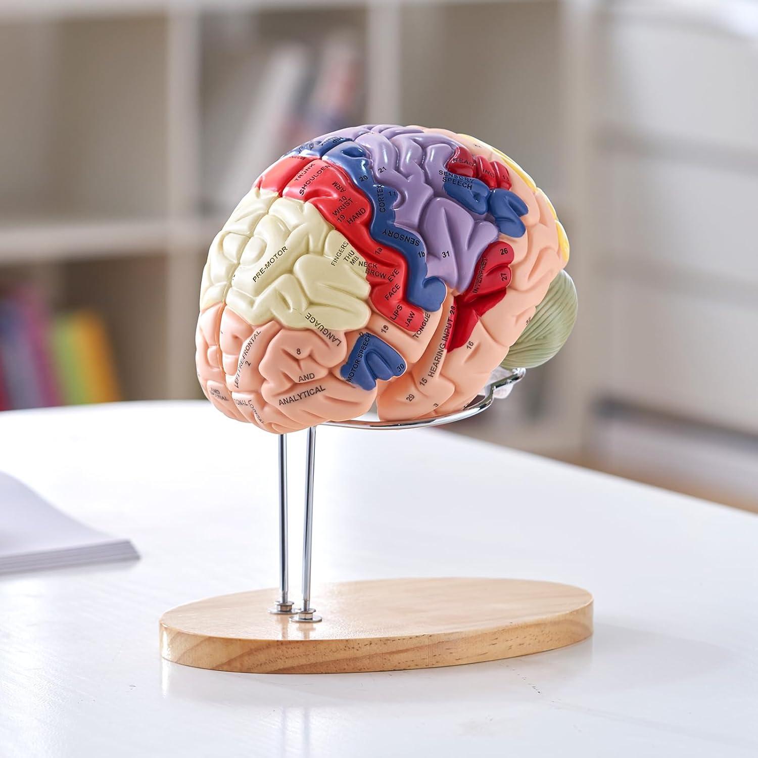 Modelo de Cerebro Humano VEVOR 4 Partes Anatomía Realista