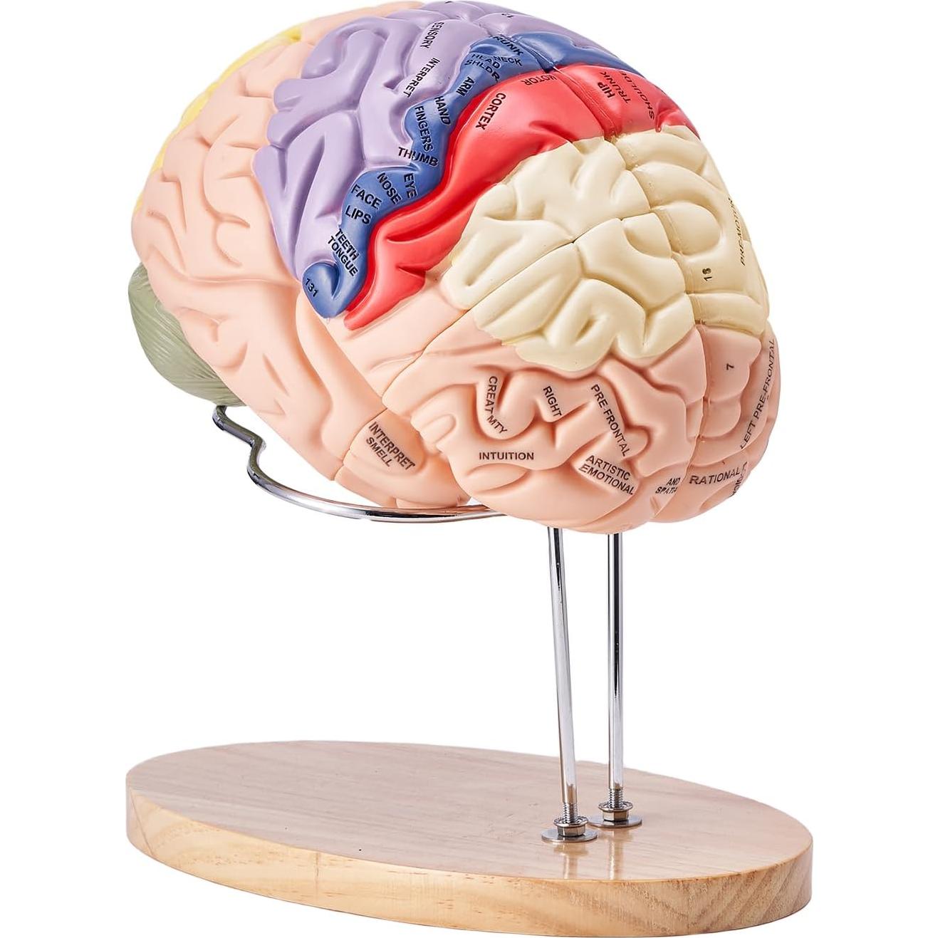 Modelo de Cerebro Humano VEVOR 4 Partes Anatomía Realista