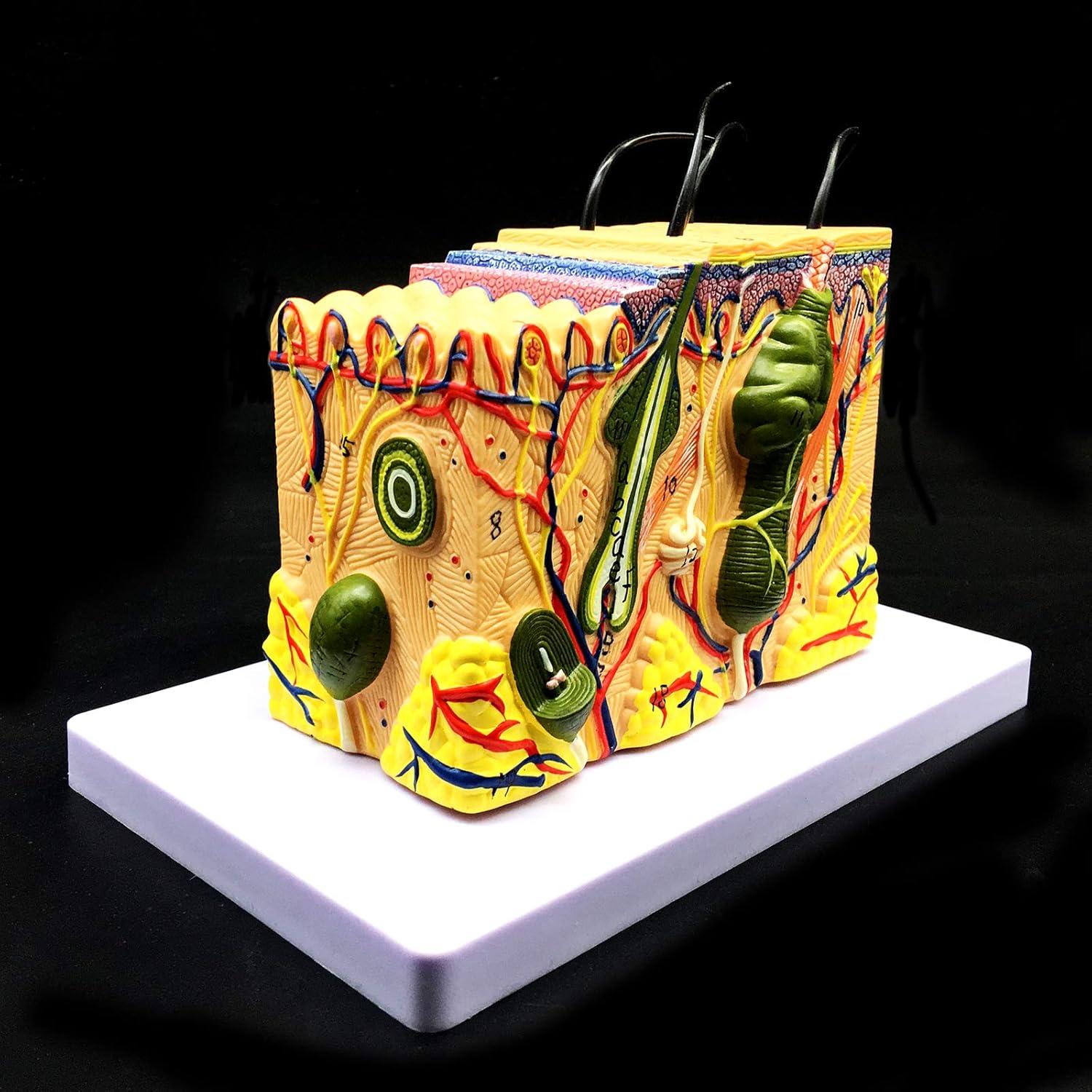 Modelo Anatómico de Piel Ampliado 35X XINDAM para Estudio