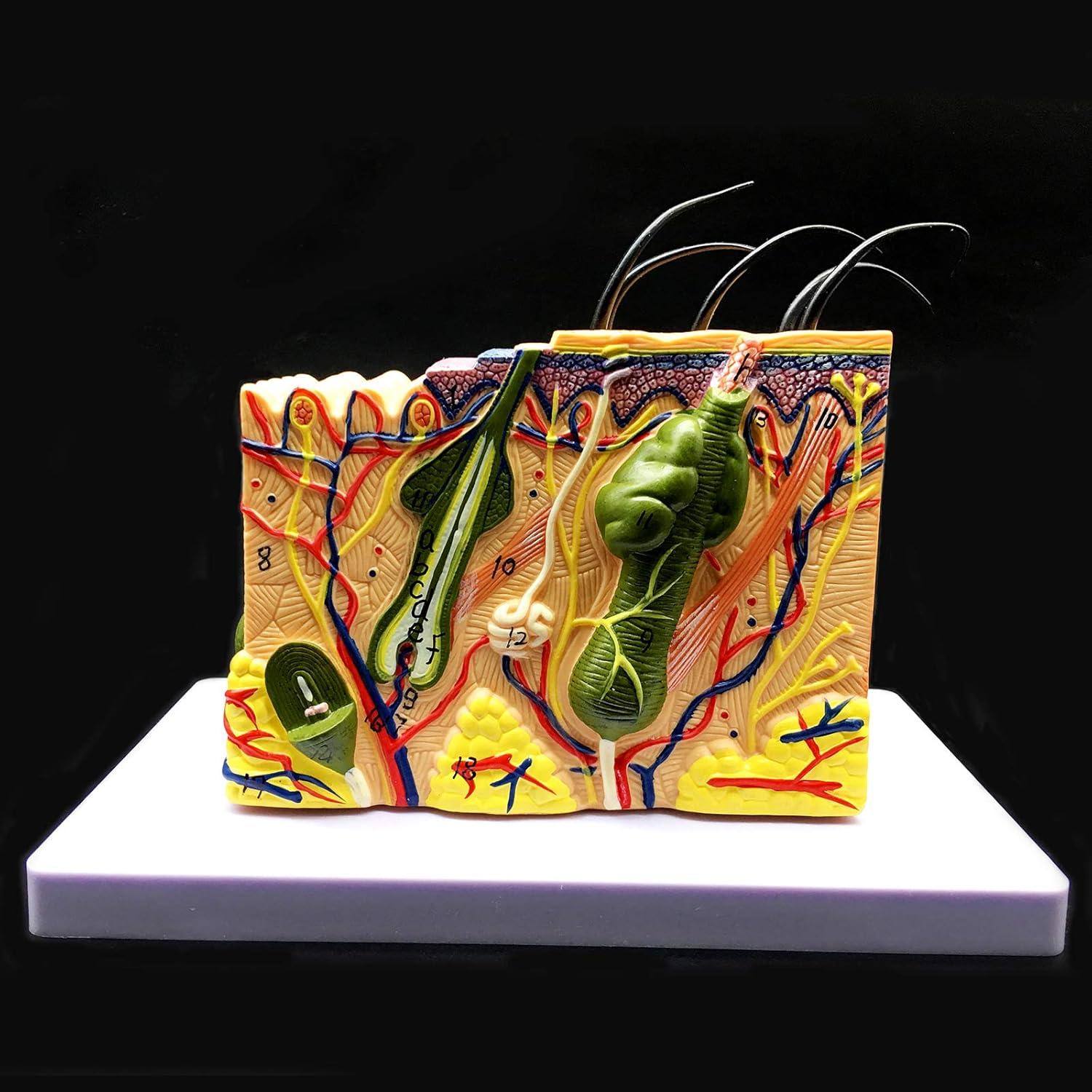 Modelo Anatómico de Piel Ampliado 35X XINDAM para Estudio