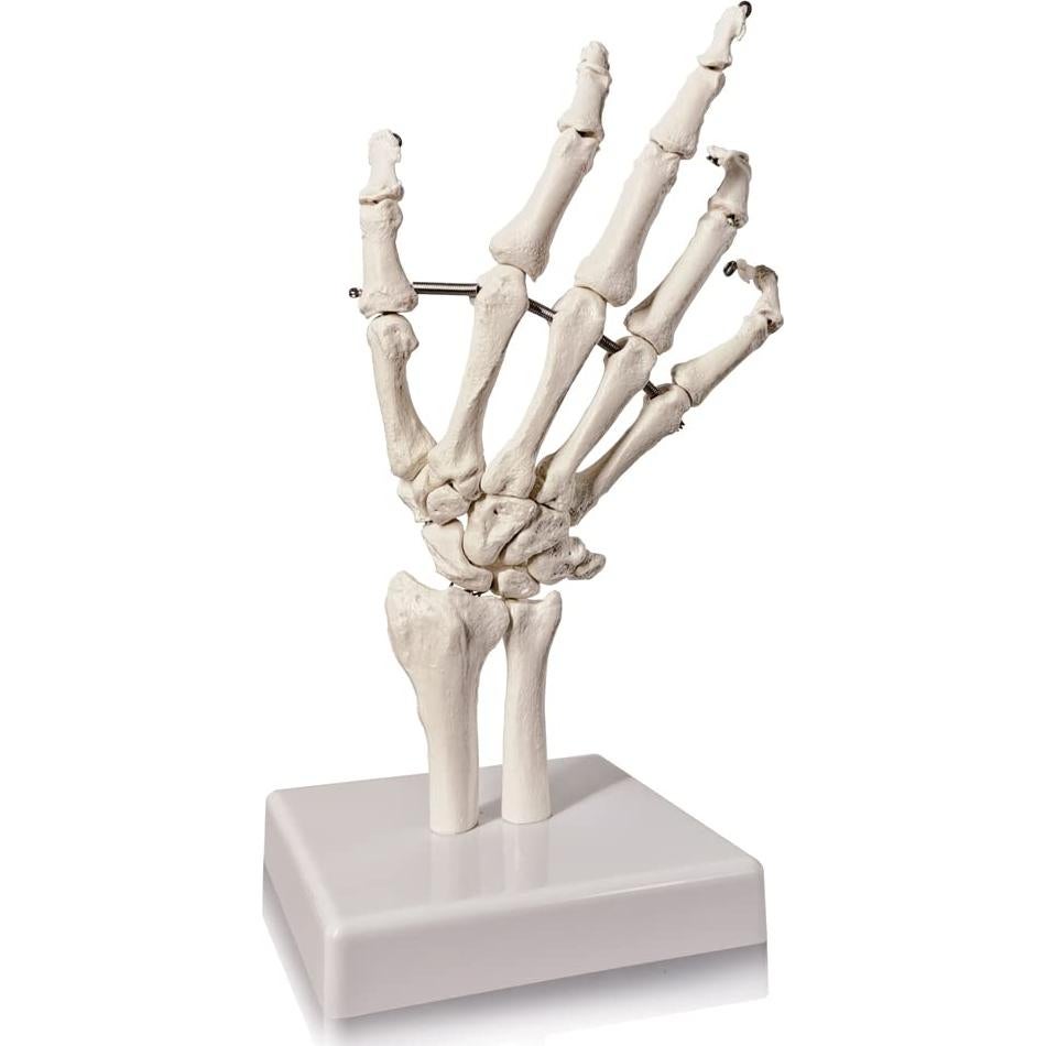 Modelo Esqueleto Mano Anatómico Evotech Scientific 23cm