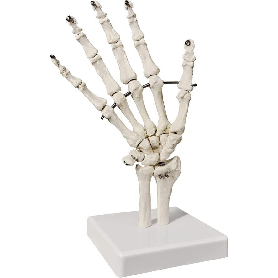 Modelo Esqueleto Mano Anatómico Evotech Scientific 23cm