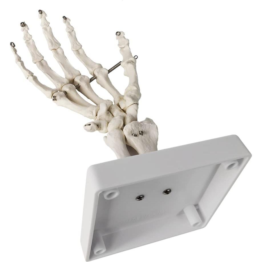 Modelo Esqueleto Mano Anatómico Evotech Scientific 23cm