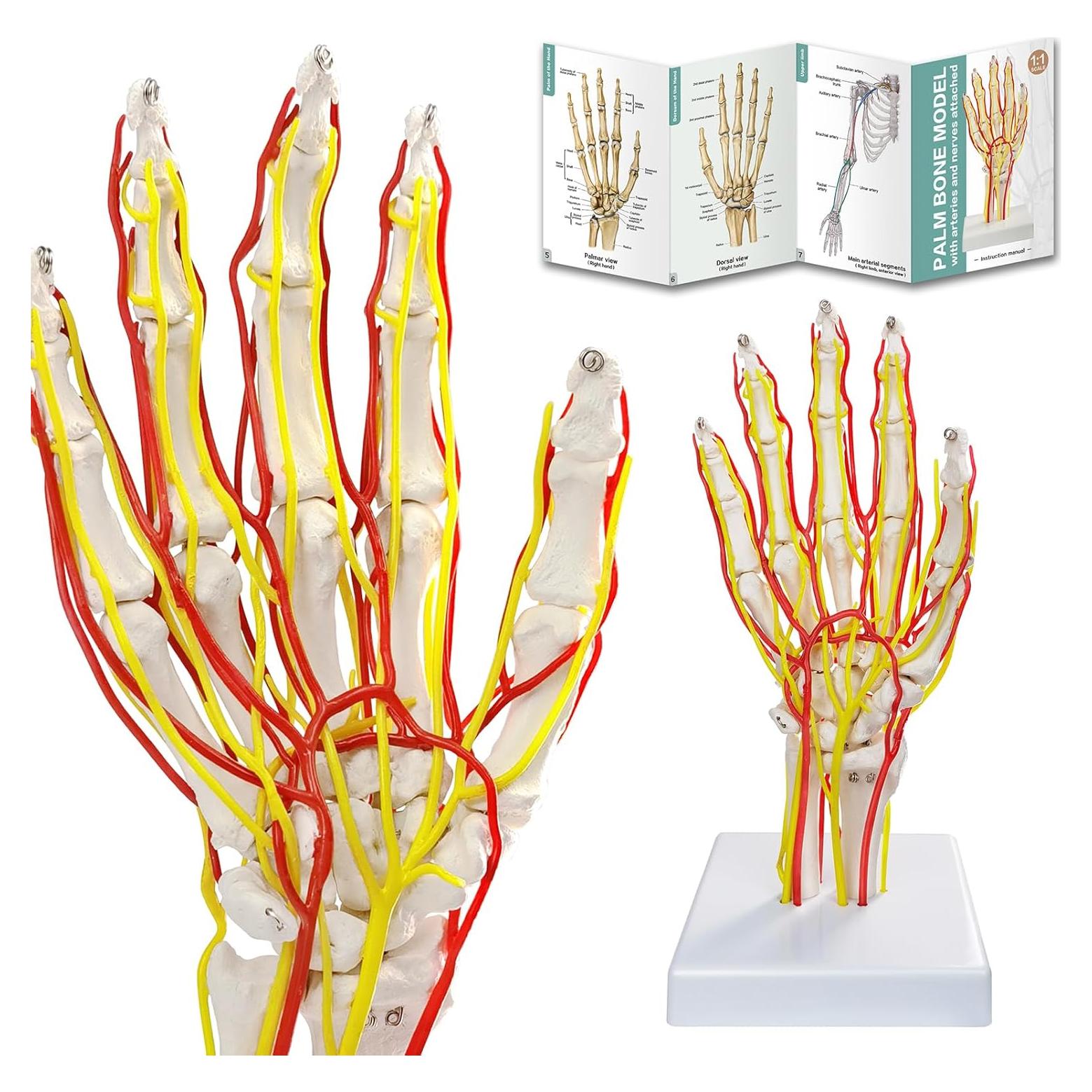 Modelo de Mano con Arterias MediTrainer - Anatomía Detallada 25cm