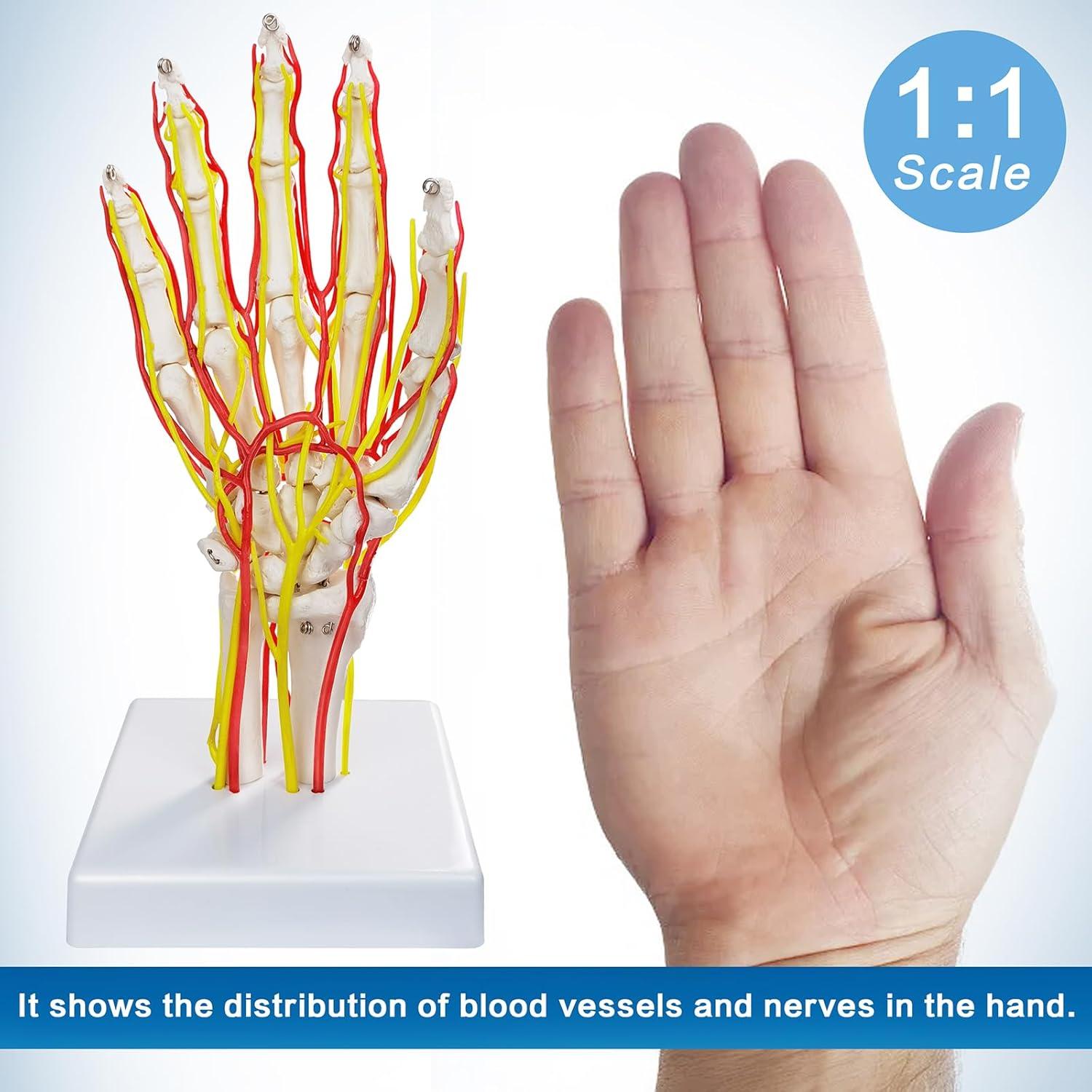 Modelo de Mano con Arterias MediTrainer - Anatomía Detallada 25cm