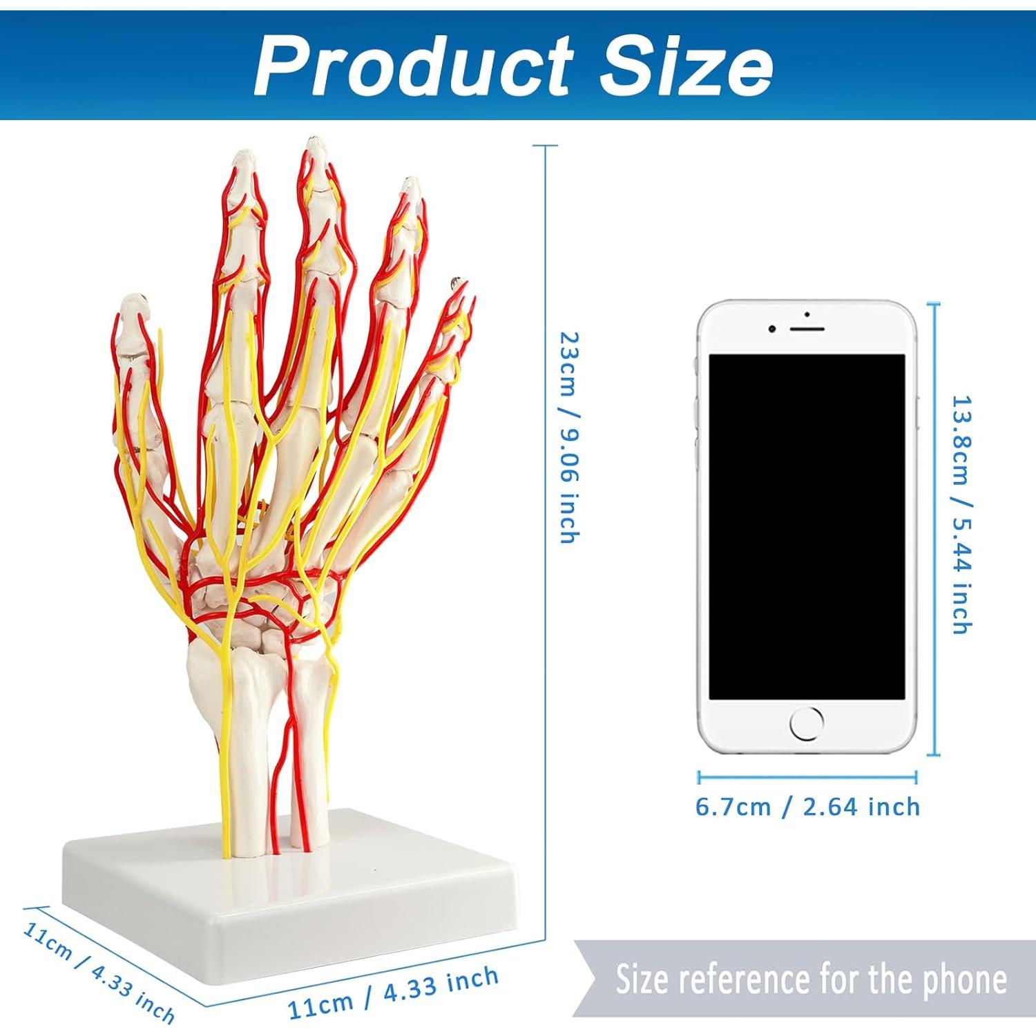 Modelo de Mano con Arterias MediTrainer - Anatomía Detallada 25cm