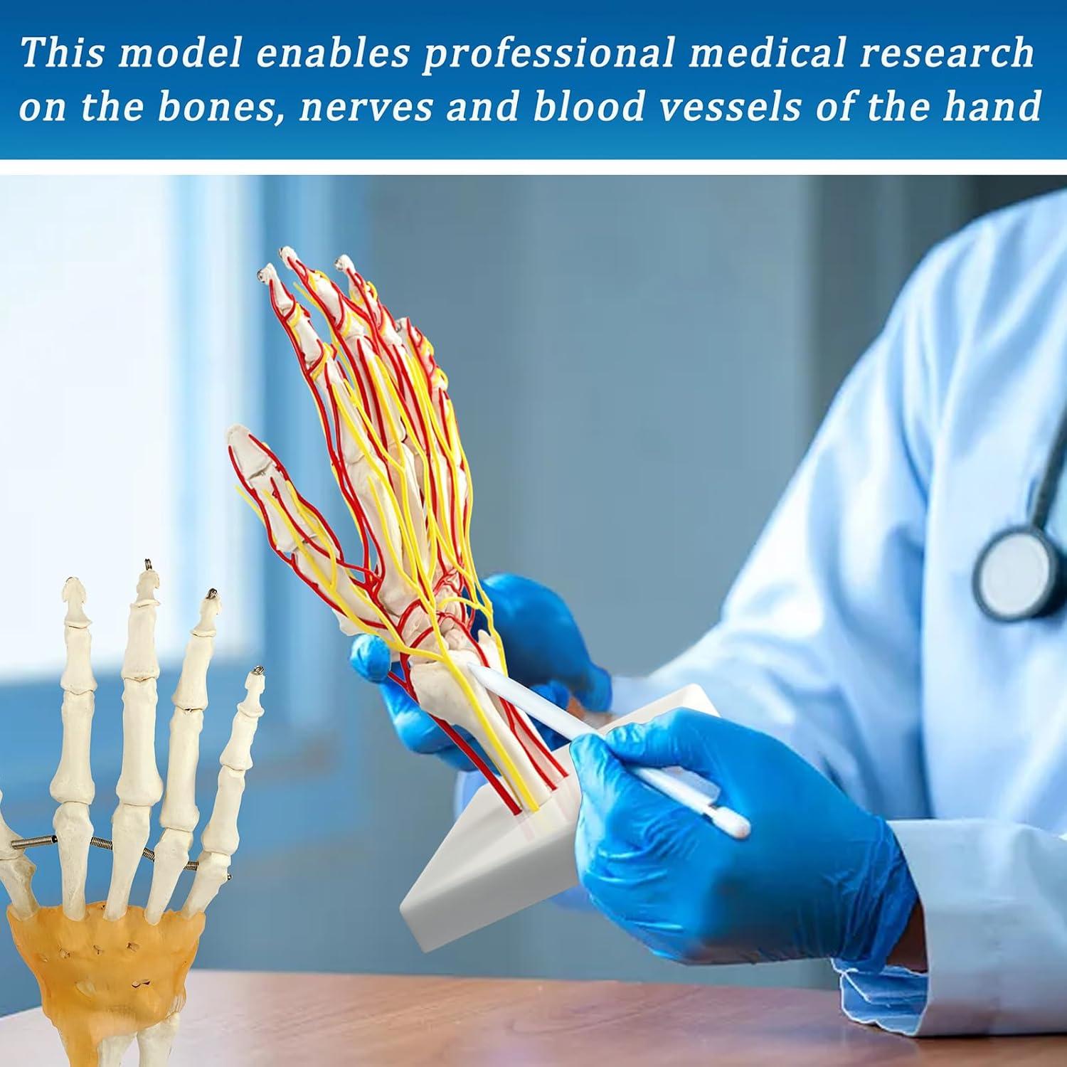 Modelo de Mano con Arterias MediTrainer - Anatomía Detallada 25cm