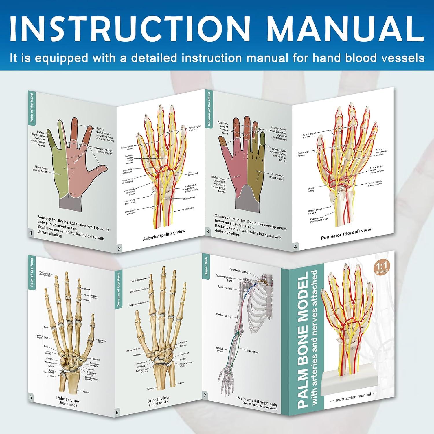 Modelo de Mano con Arterias MediTrainer - Anatomía Detallada 25cm