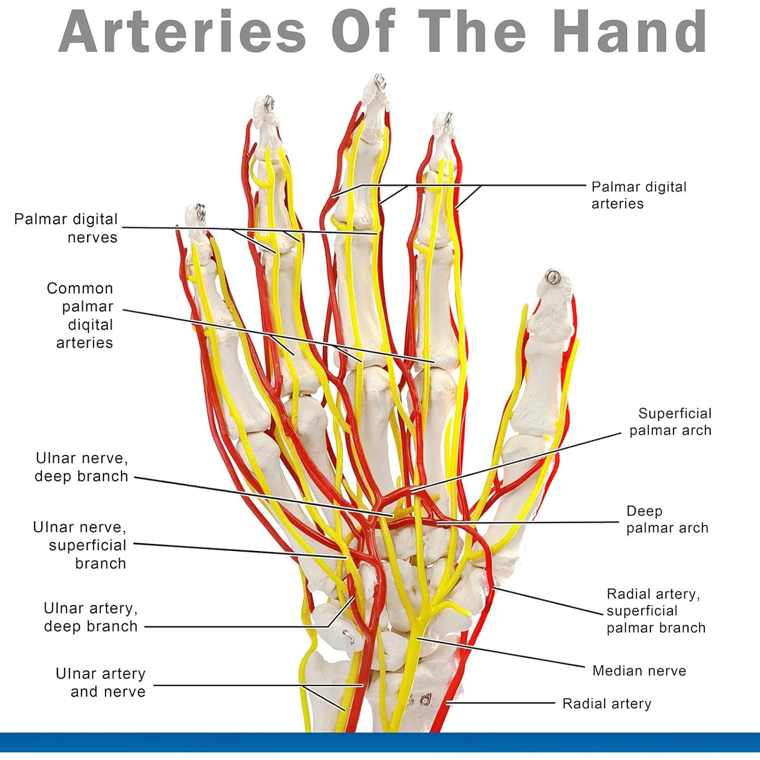 Modelo de Mano con Arterias MediTrainer - Anatomía Detallada 25cm