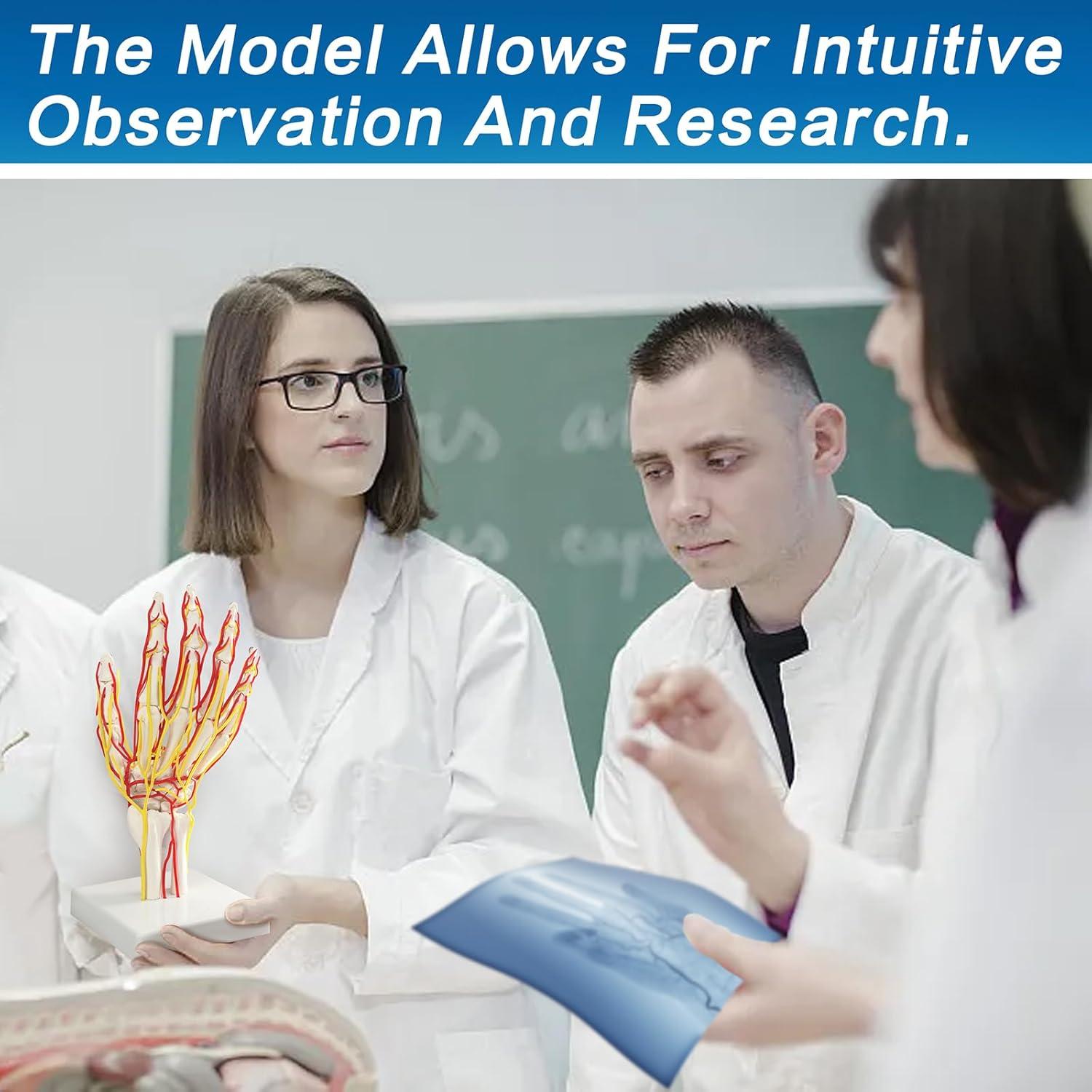 Modelo de Mano con Arterias MediTrainer - Anatomía Detallada 25cm