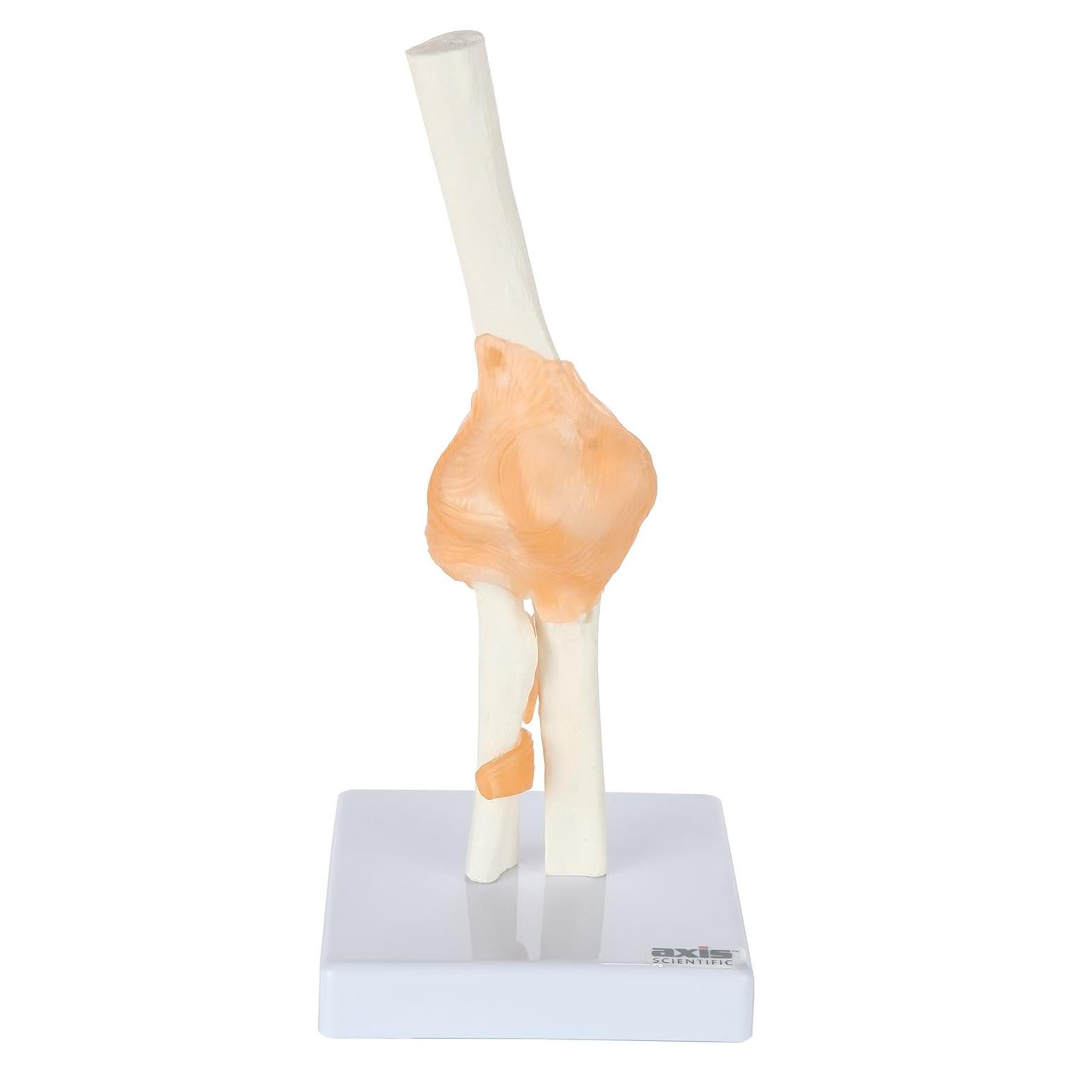 Modelo de Codo Flexible Axis Scientific con Ligamentos Realistas