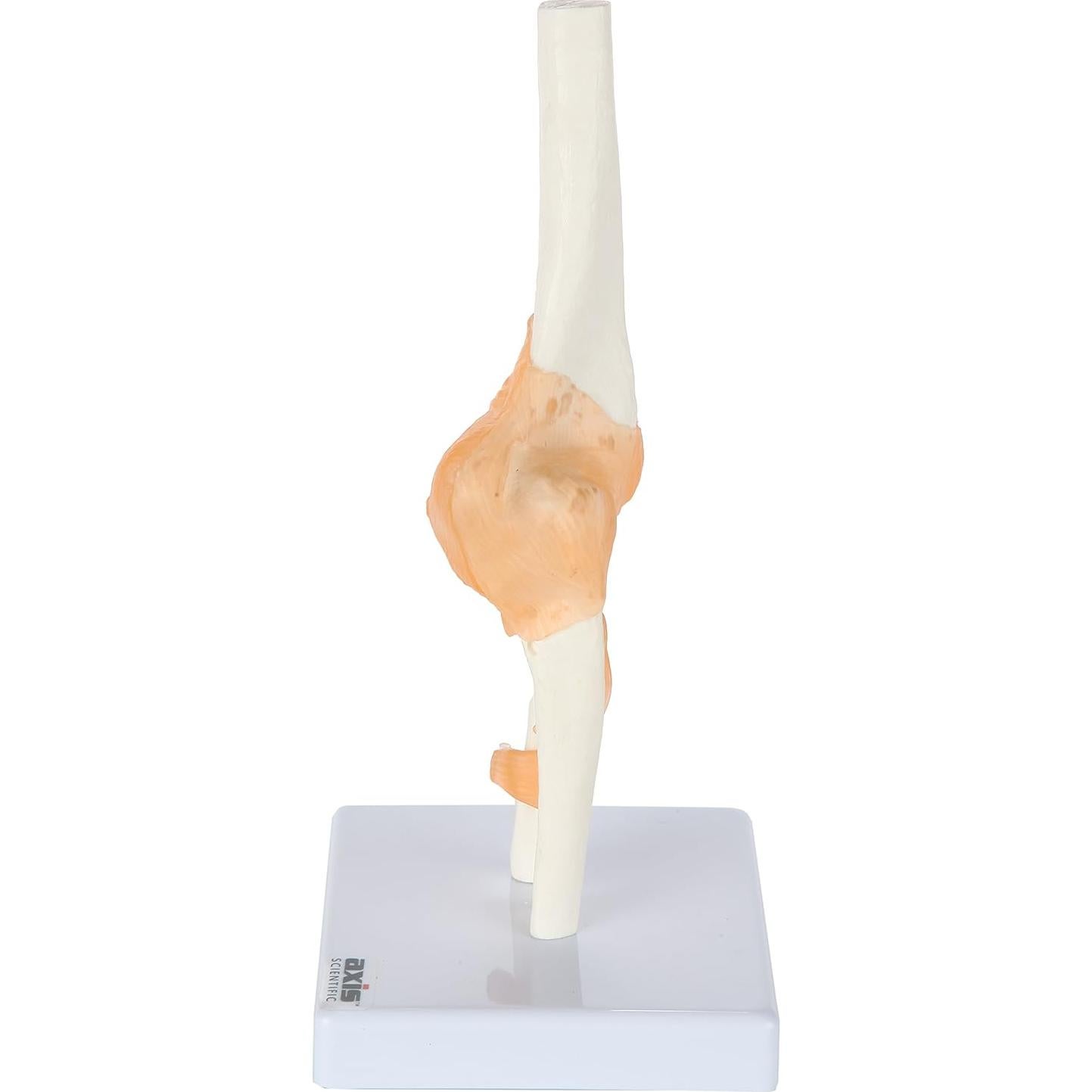 Modelo de Codo Flexible Axis Scientific con Ligamentos Realistas